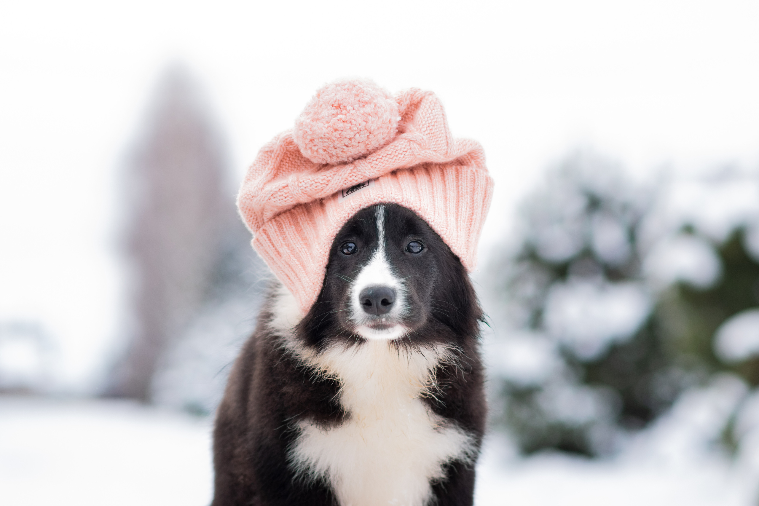 Фото щенков