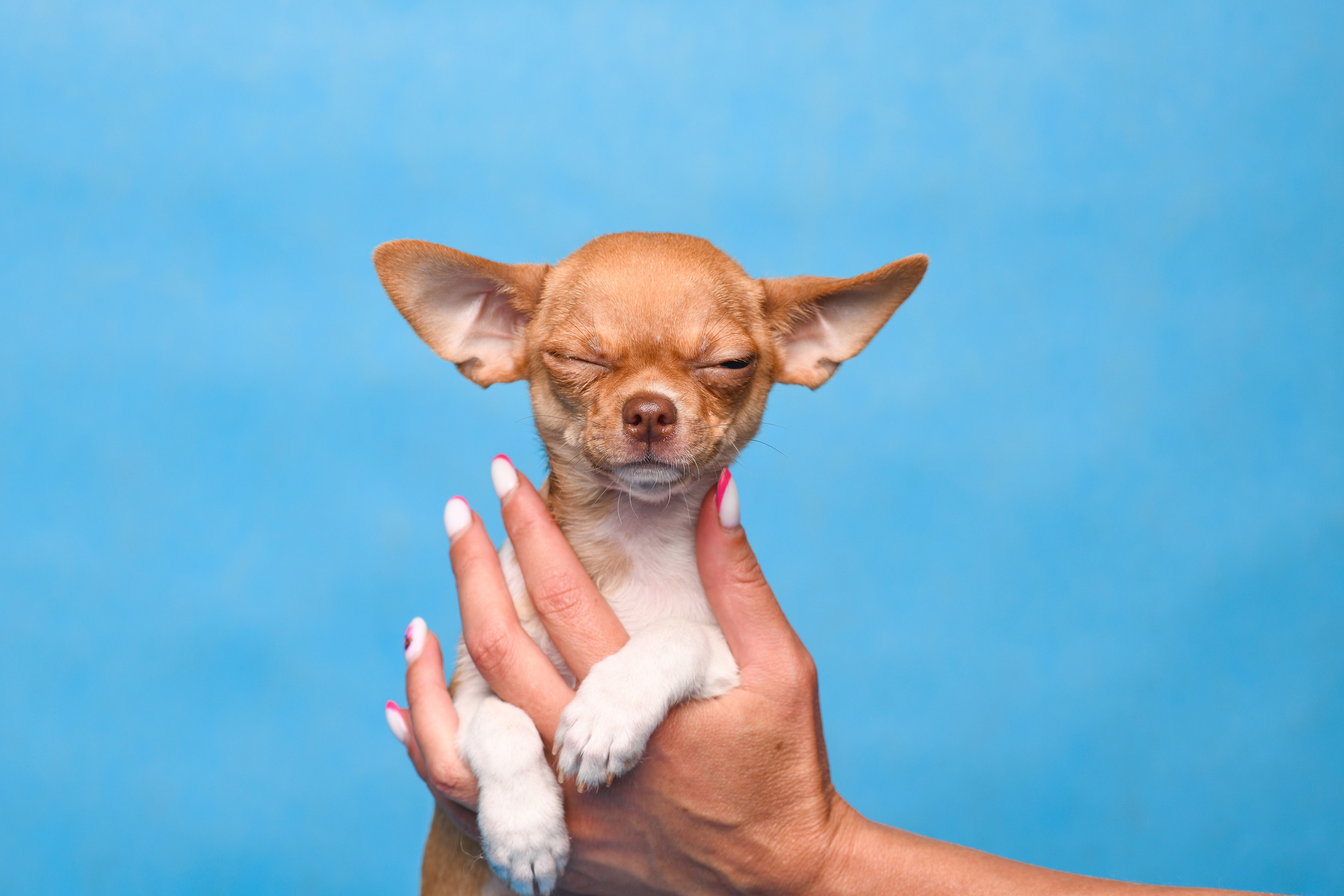 Фотограф-анималист Алёна Ковалёва