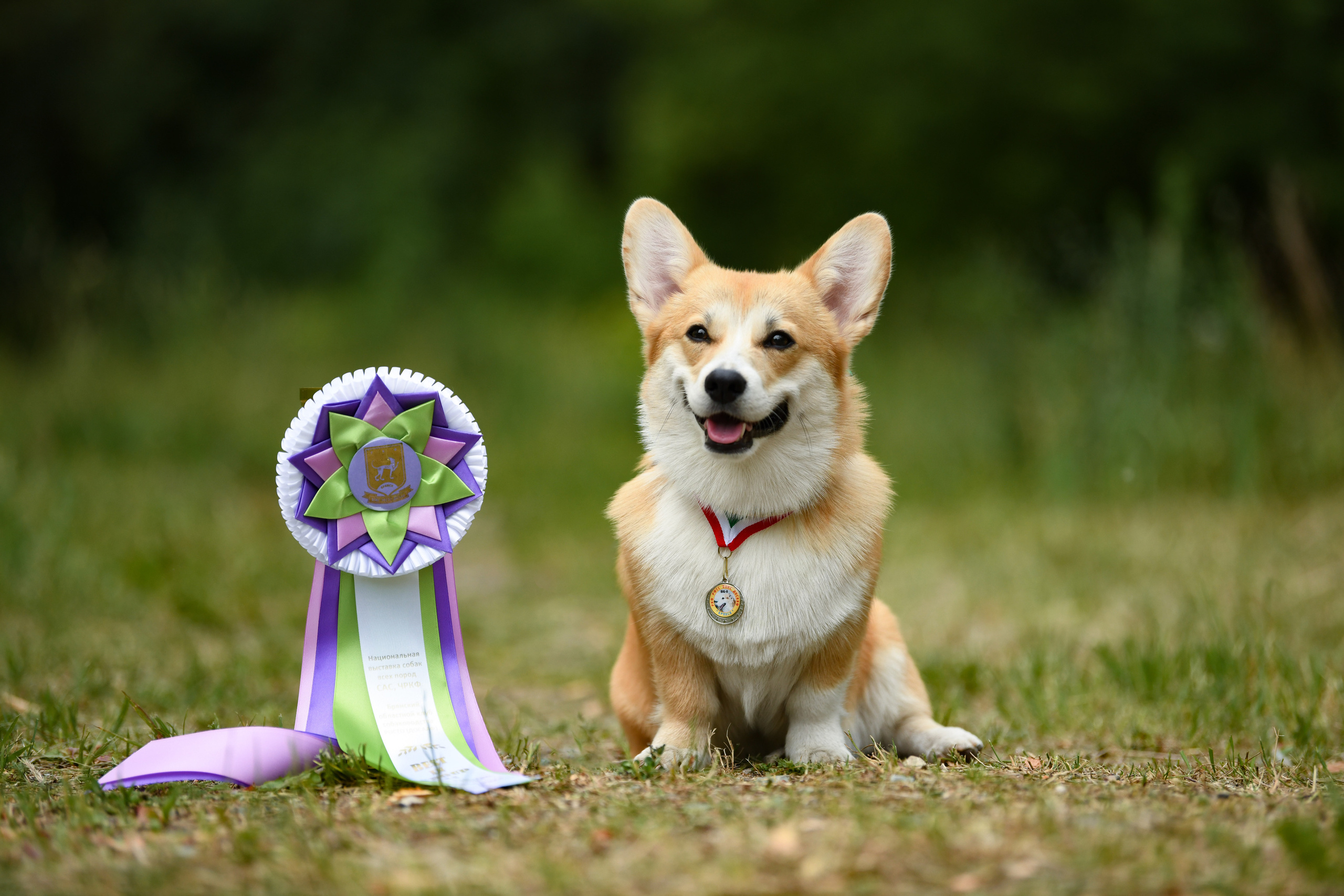 Фотограф-анималист Алёна Ковалёва