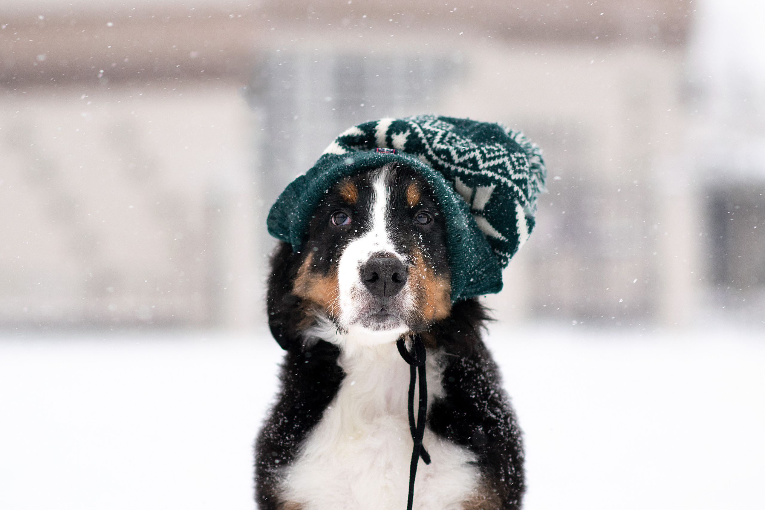 Фото щенков