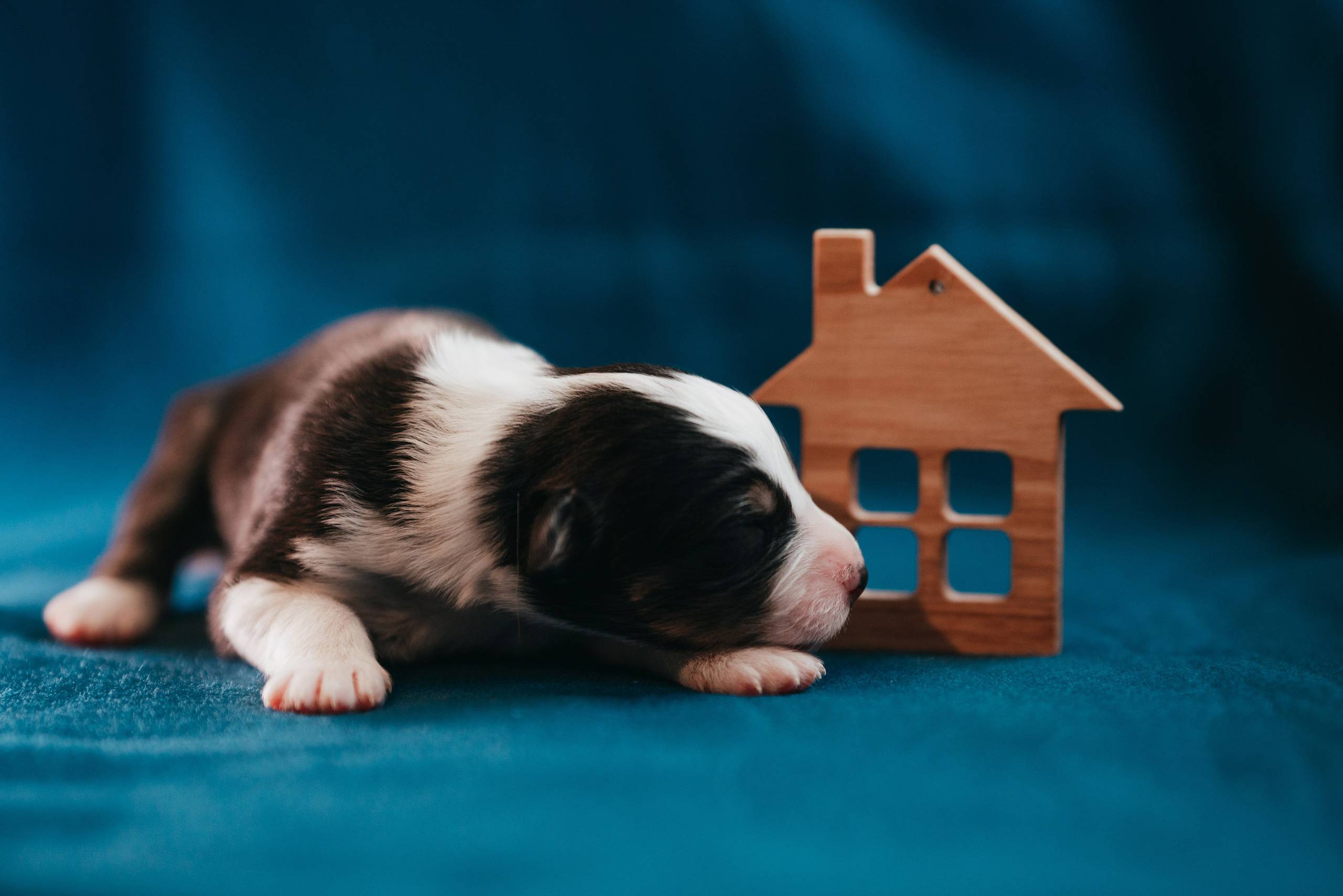 Аусси. Фотограф анималист Осипчикова Мария
