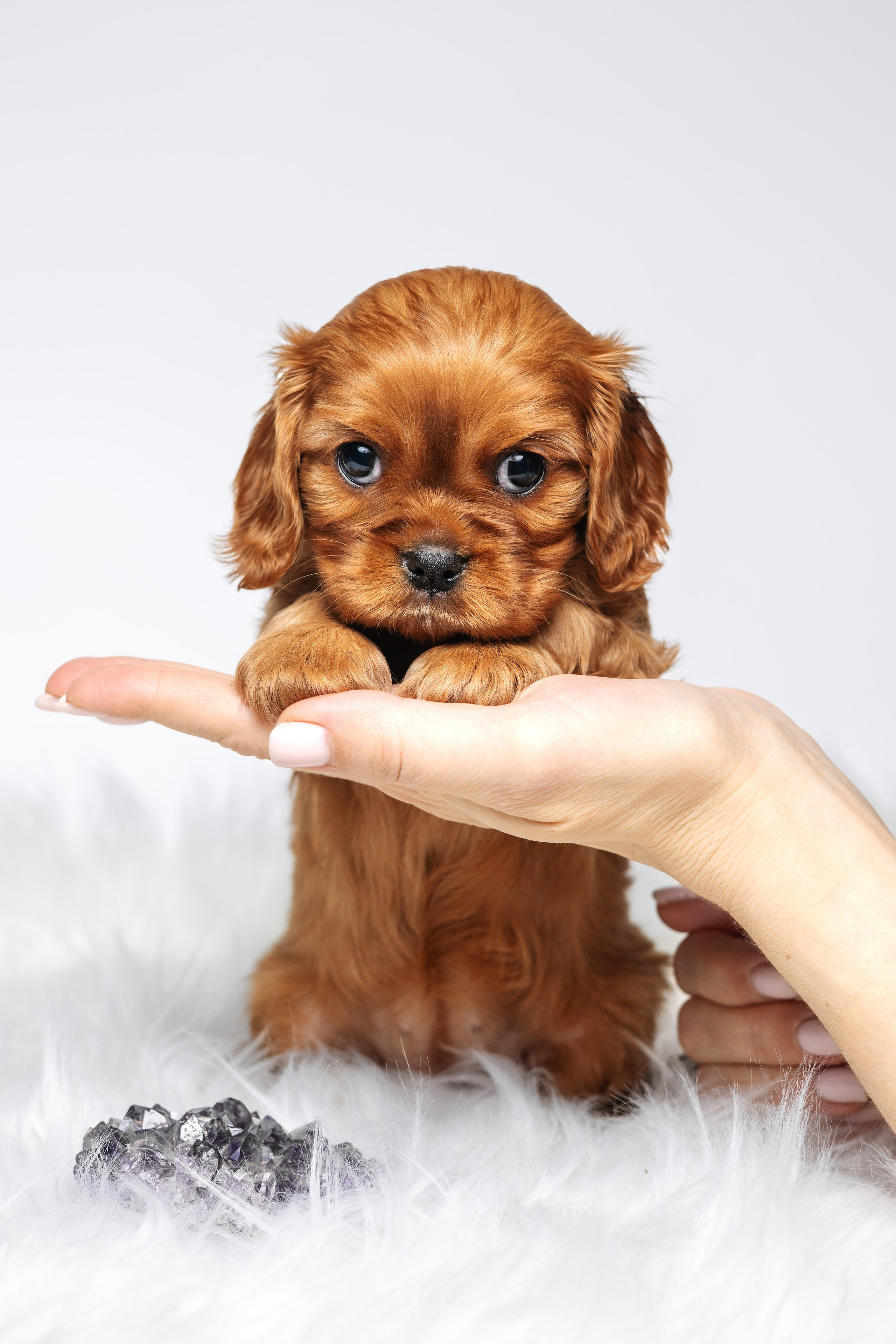 ККЧС. Фотограф анималист Осипчикова Мария