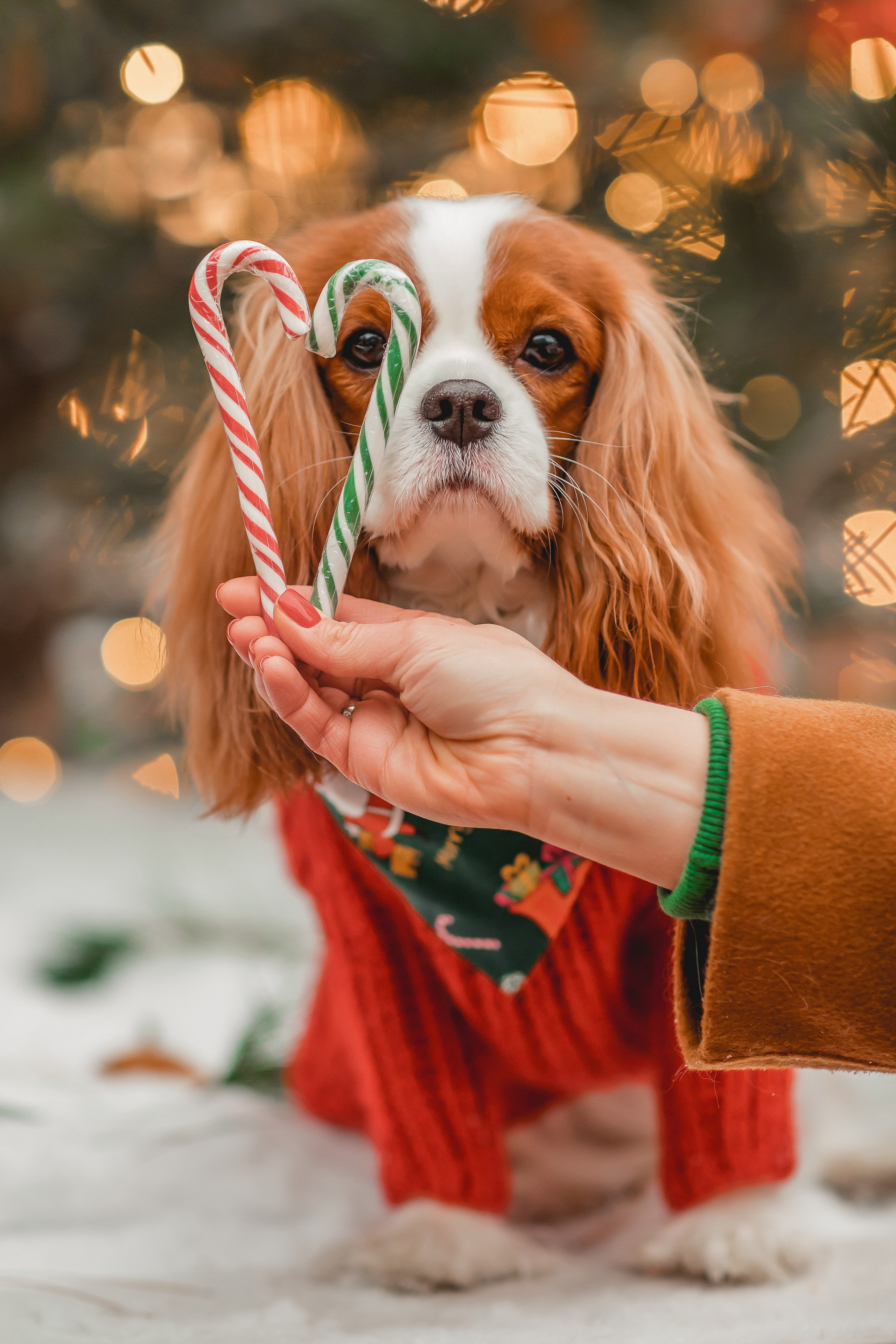 Татьяна и Хэппи. Семейный фотограф анималист Мария Крючкова