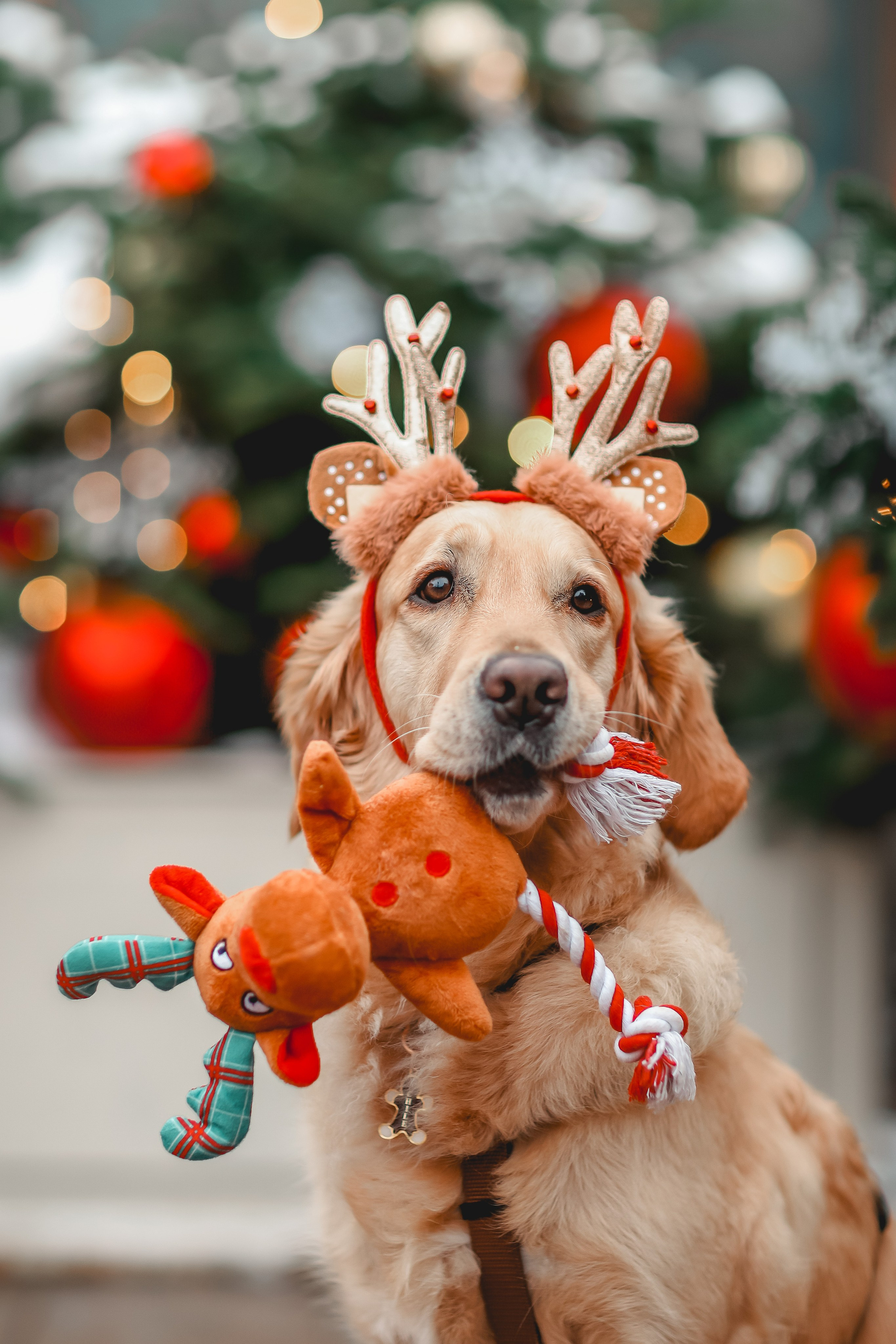 Марина и Чили. Семейный фотограф анималист Мария Крючкова