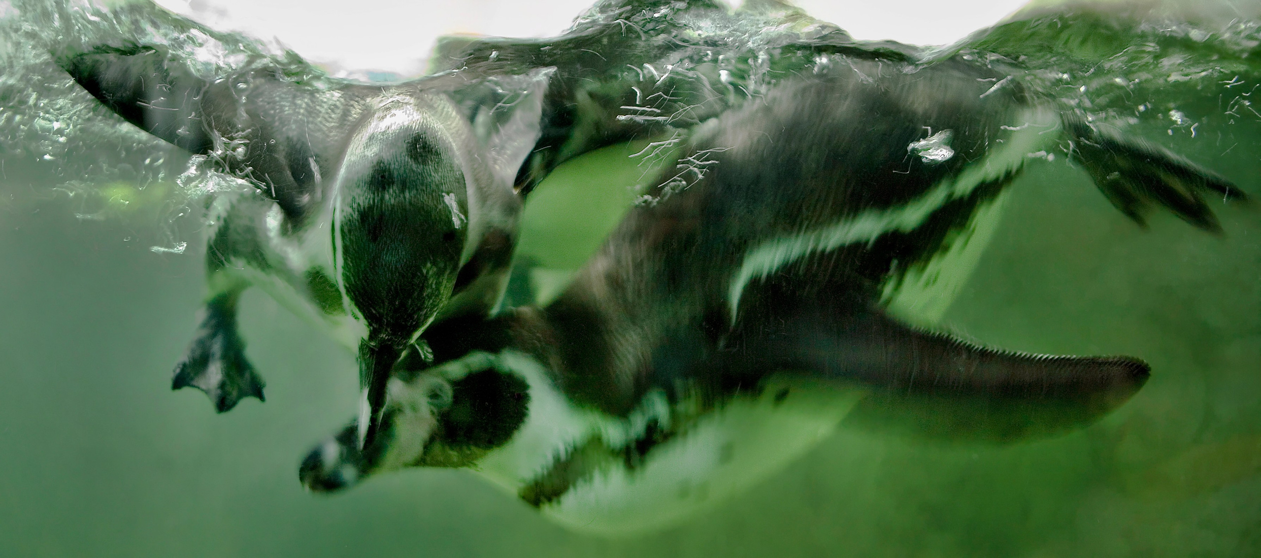 Птицы (коллекция). Фотограф Владимир Остапенко