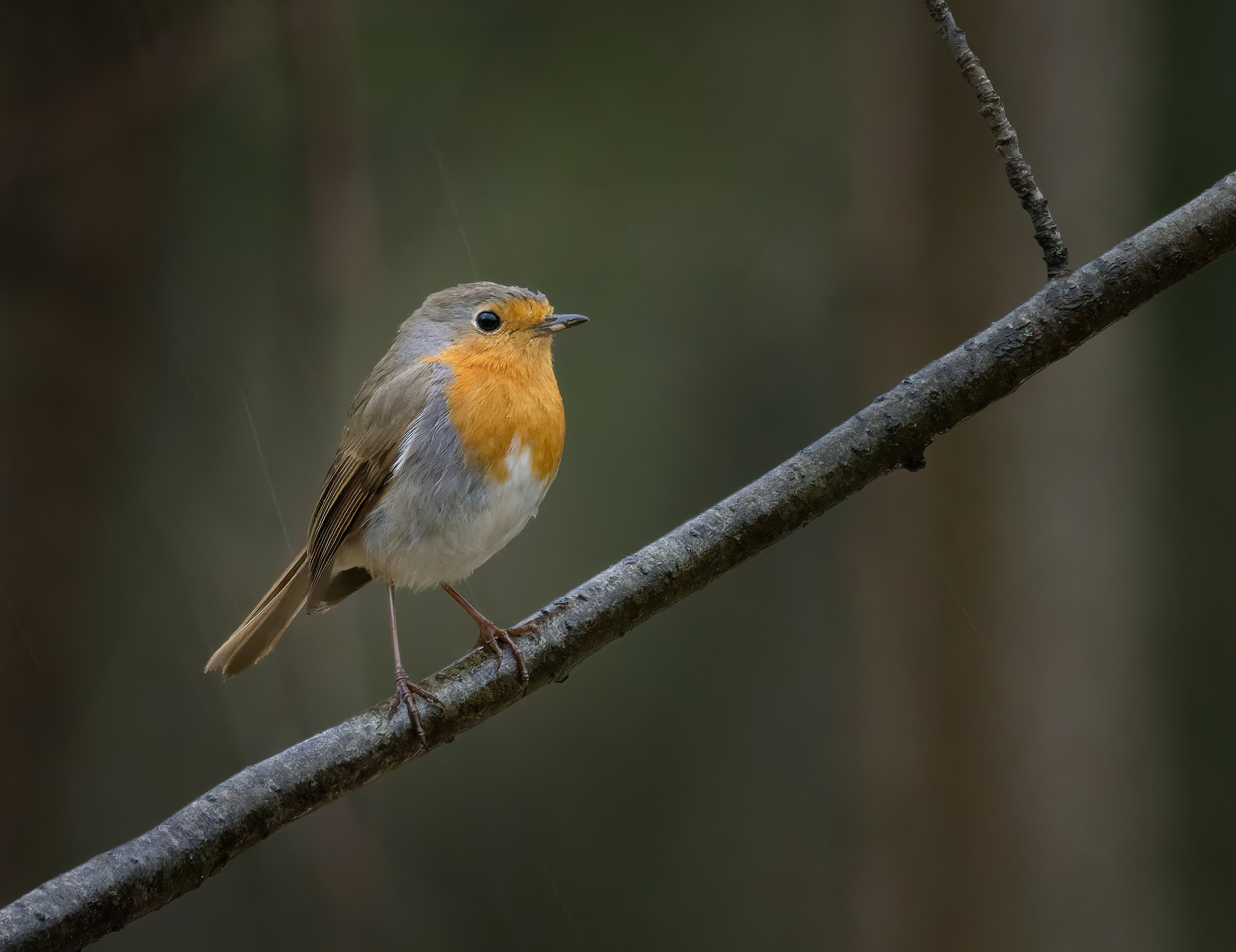 Птицы и животные. Oles Paritskiy