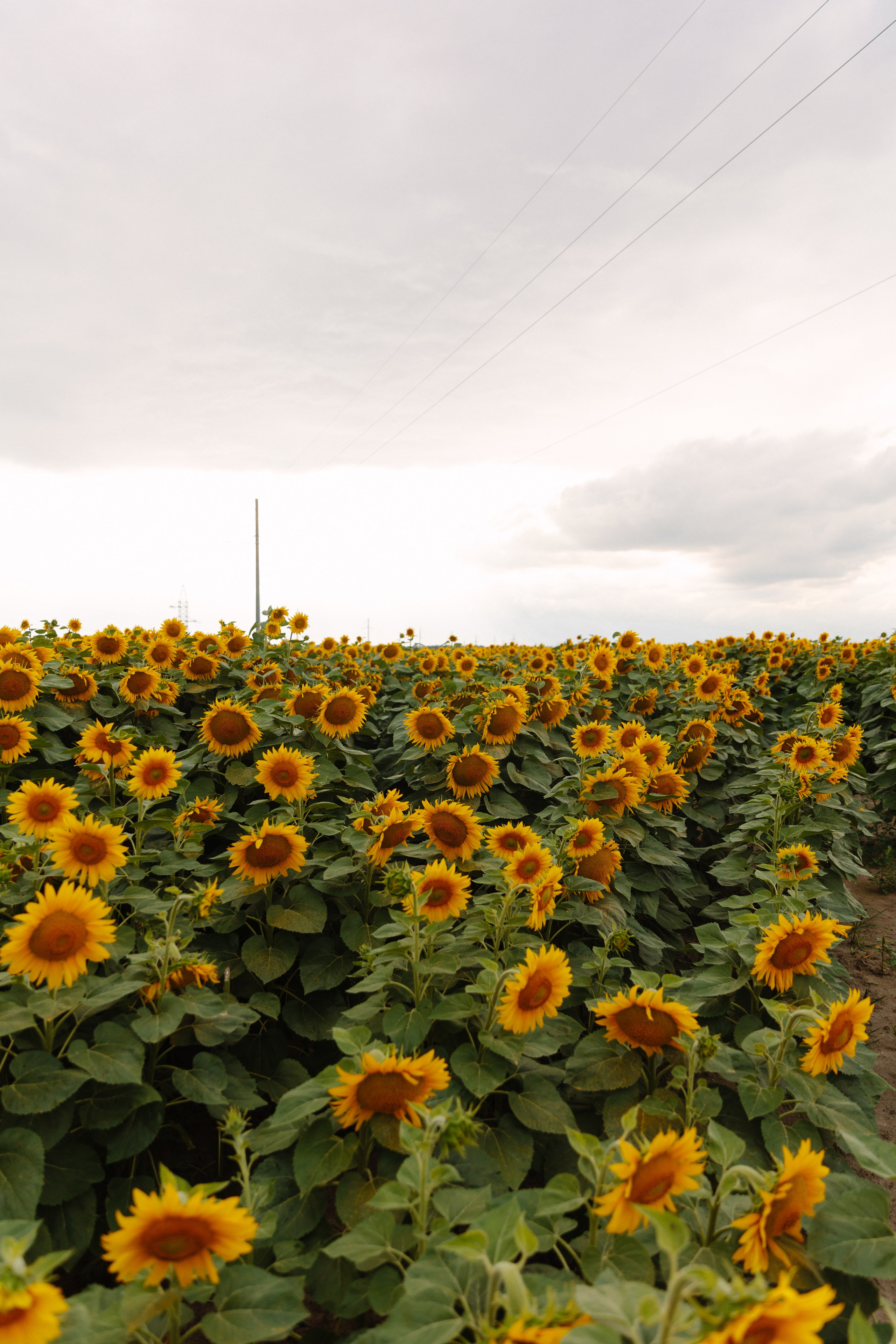 Подсолнухи. Dima Lemeshevsky