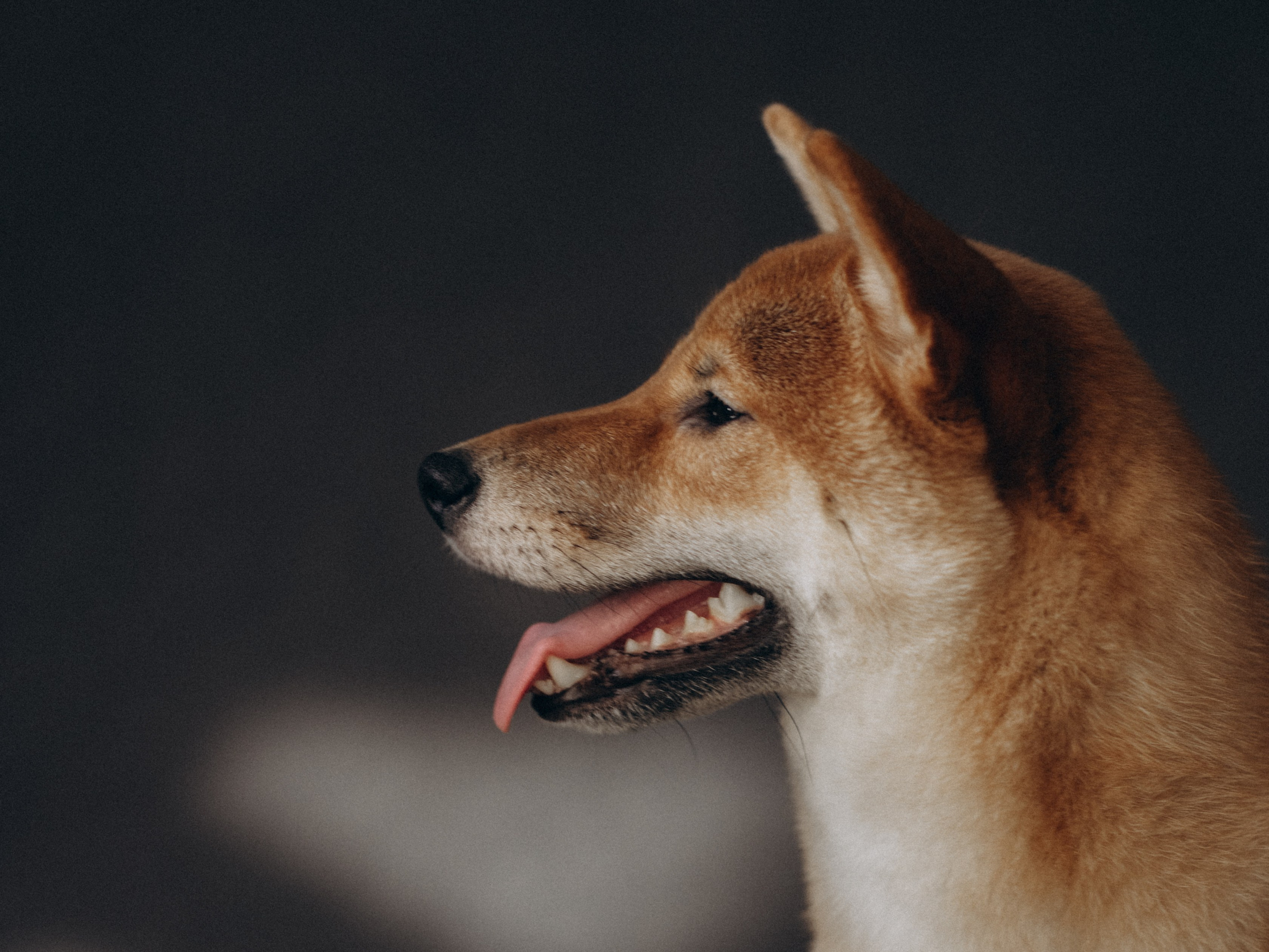 Мика и Настя. Фотограф-анималист в Москве Кириллова Татьяна