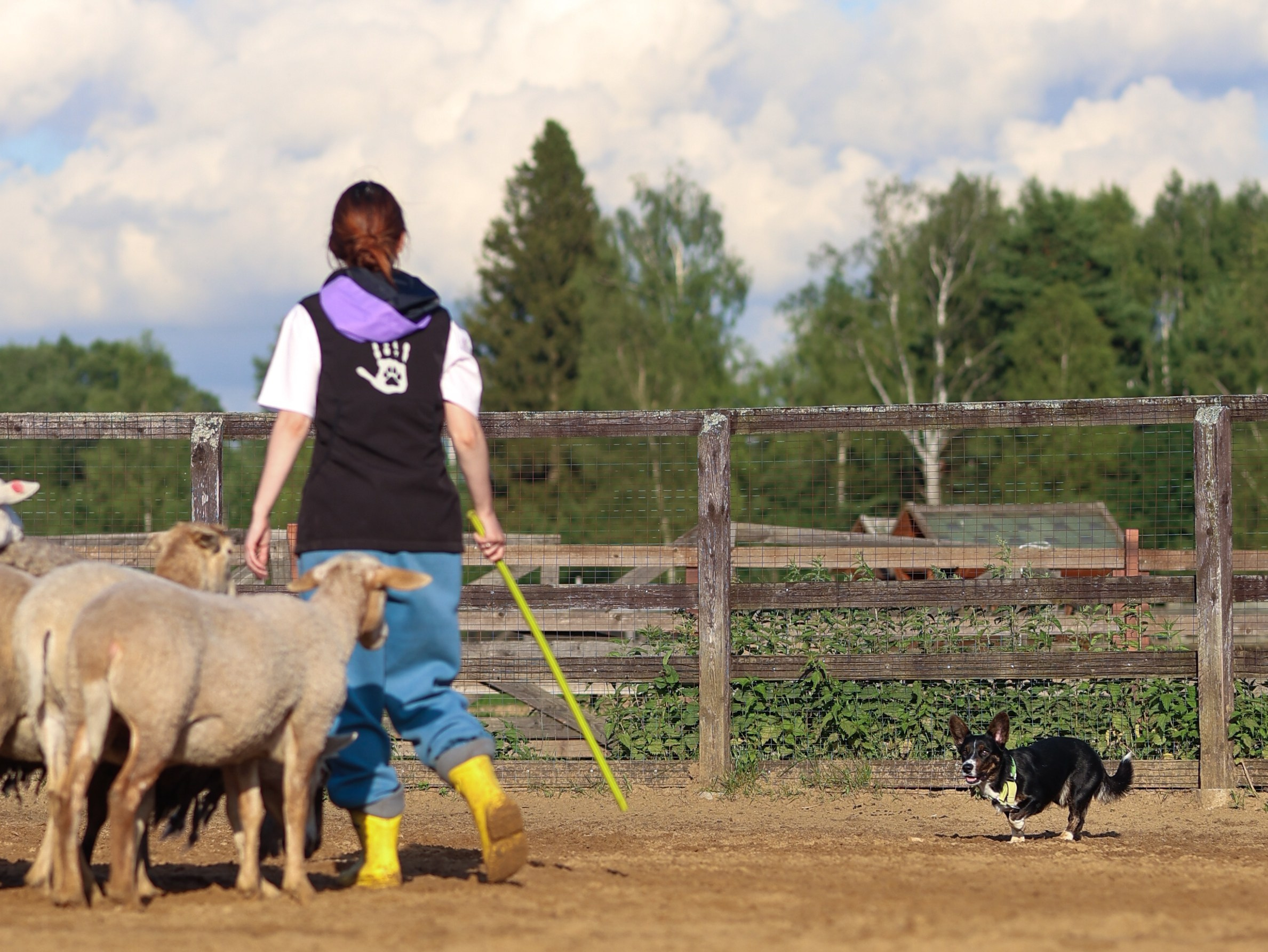 Пастьба. Фотограф-анималист в Москве Кириллова Татьяна