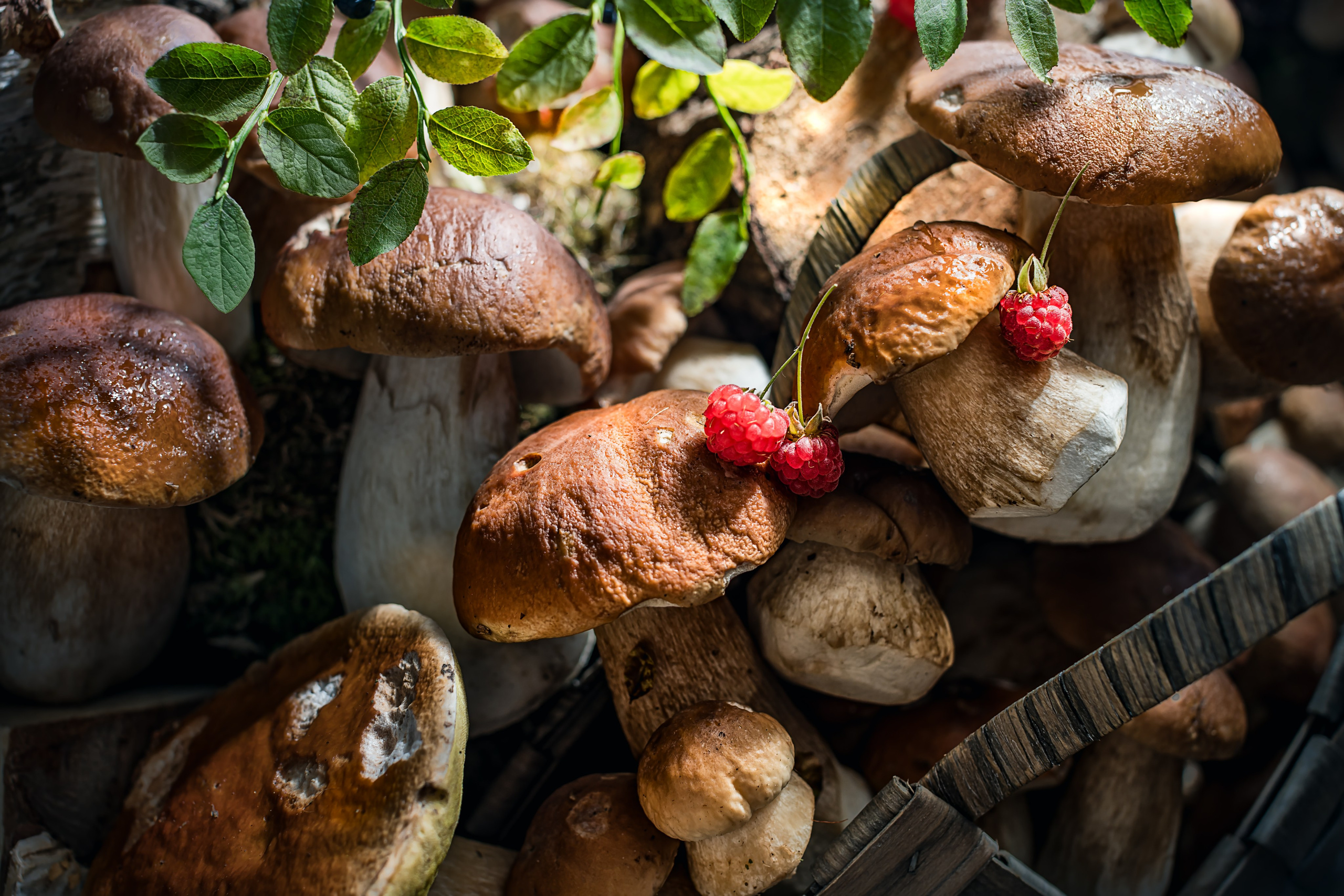 Mushrooms stories «Поляна белых». Foodie Stories (гастрономические истории) рекламная фуд-фотосъёмка, Москва