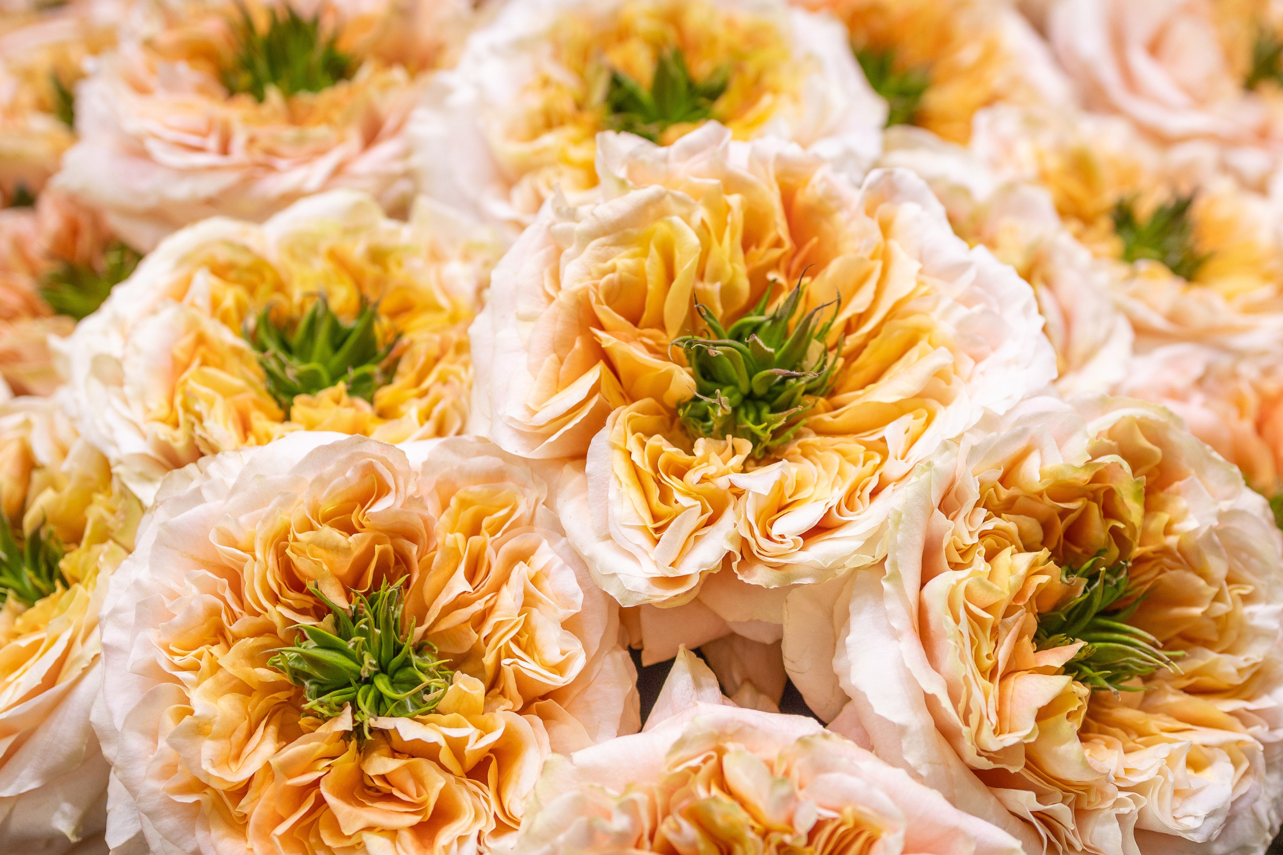 Цветы-Экспо 2025. Фотосессии и репортаж — Фотограф в Москве — Рина Серёгина