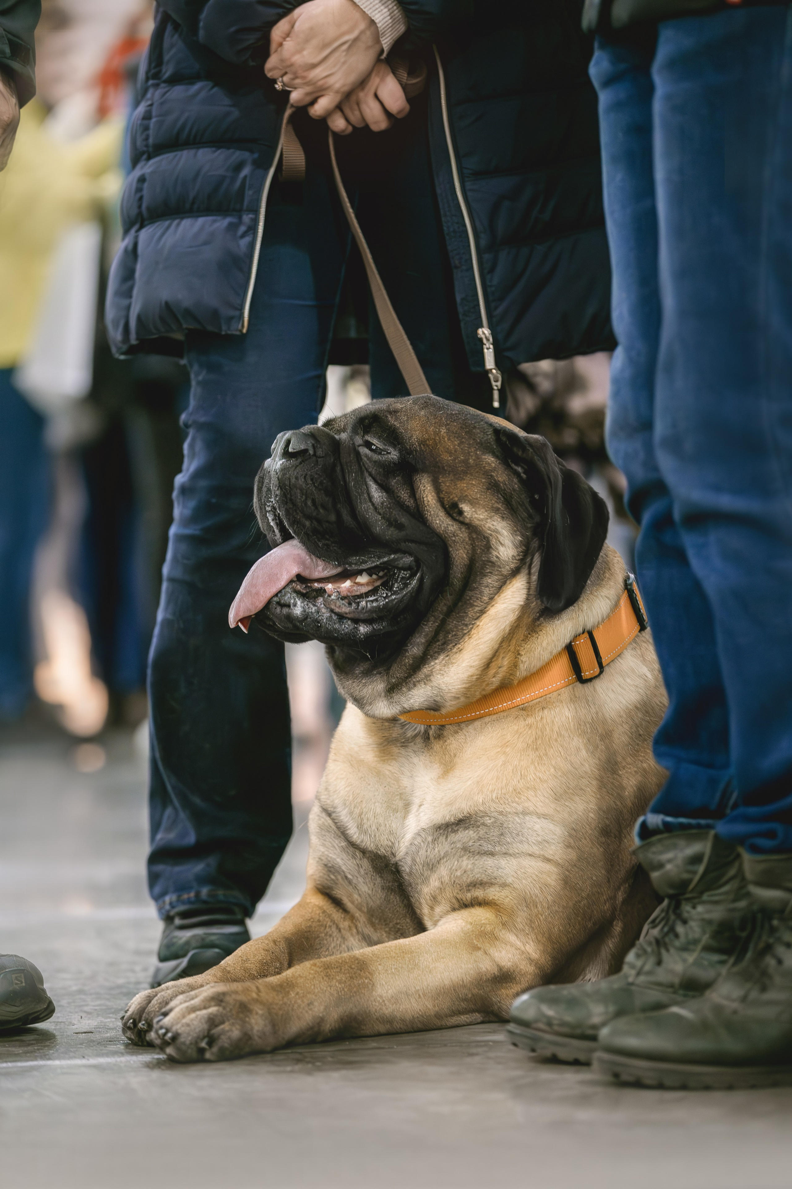 Евразия 2023. Фотограф анималист в Москве Майорова Евгения