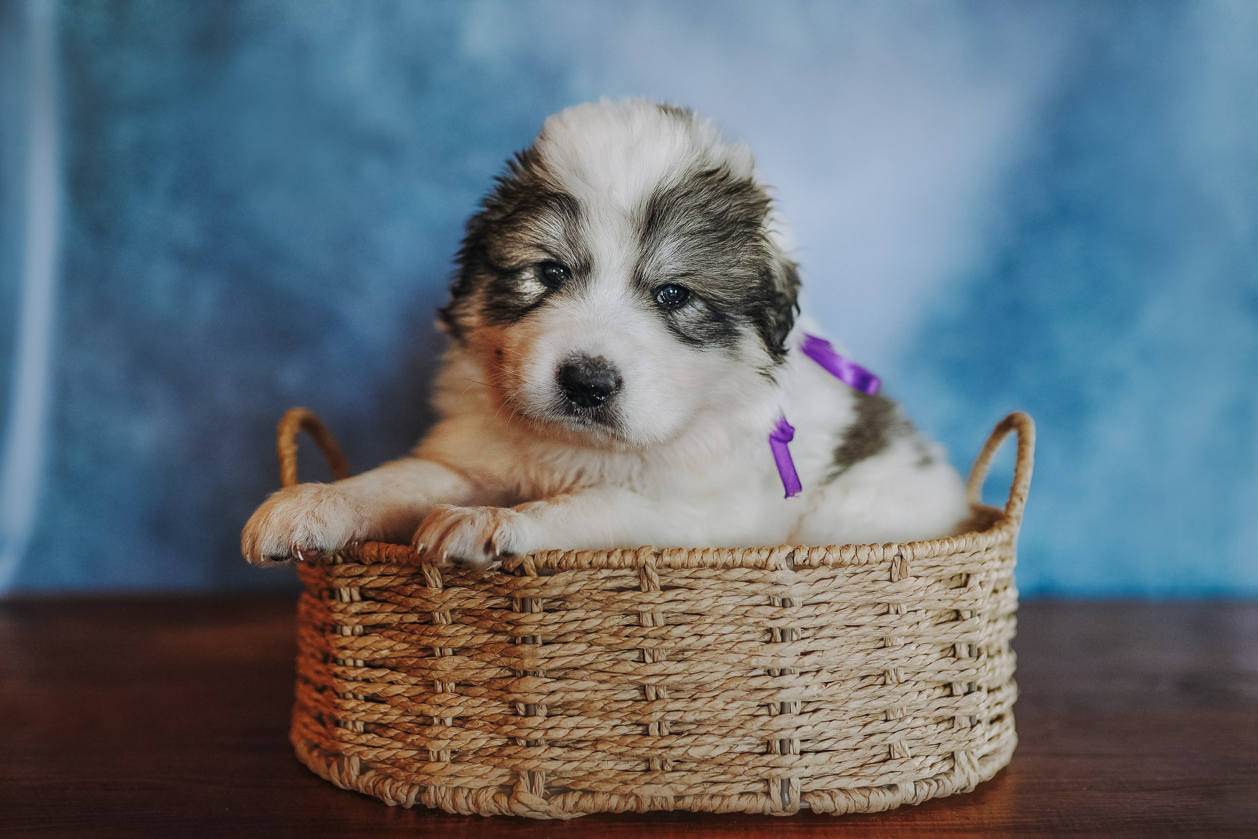 Пиренейские горные. Фотограф анималист в Спб недорого Олеся Майорова