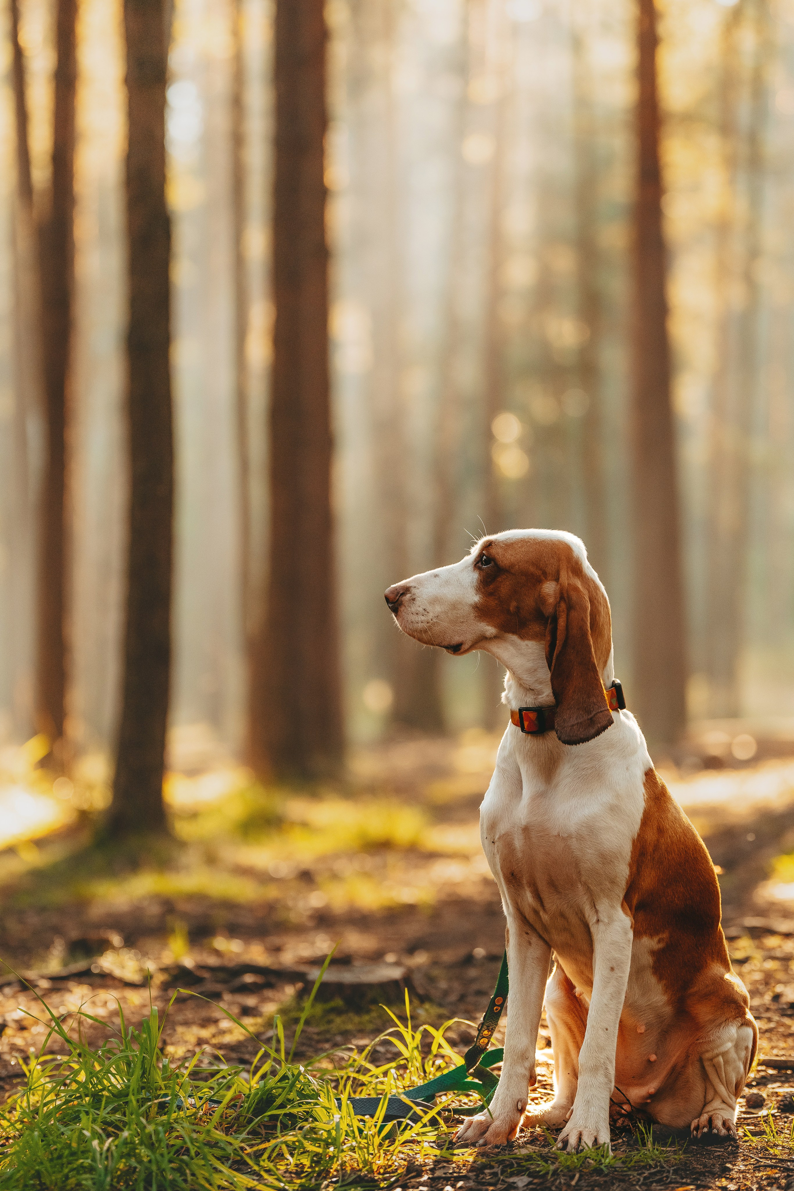 Ольга, Рора и Румпель. Фотограф анималист в Спб недорого Олеся Майорова