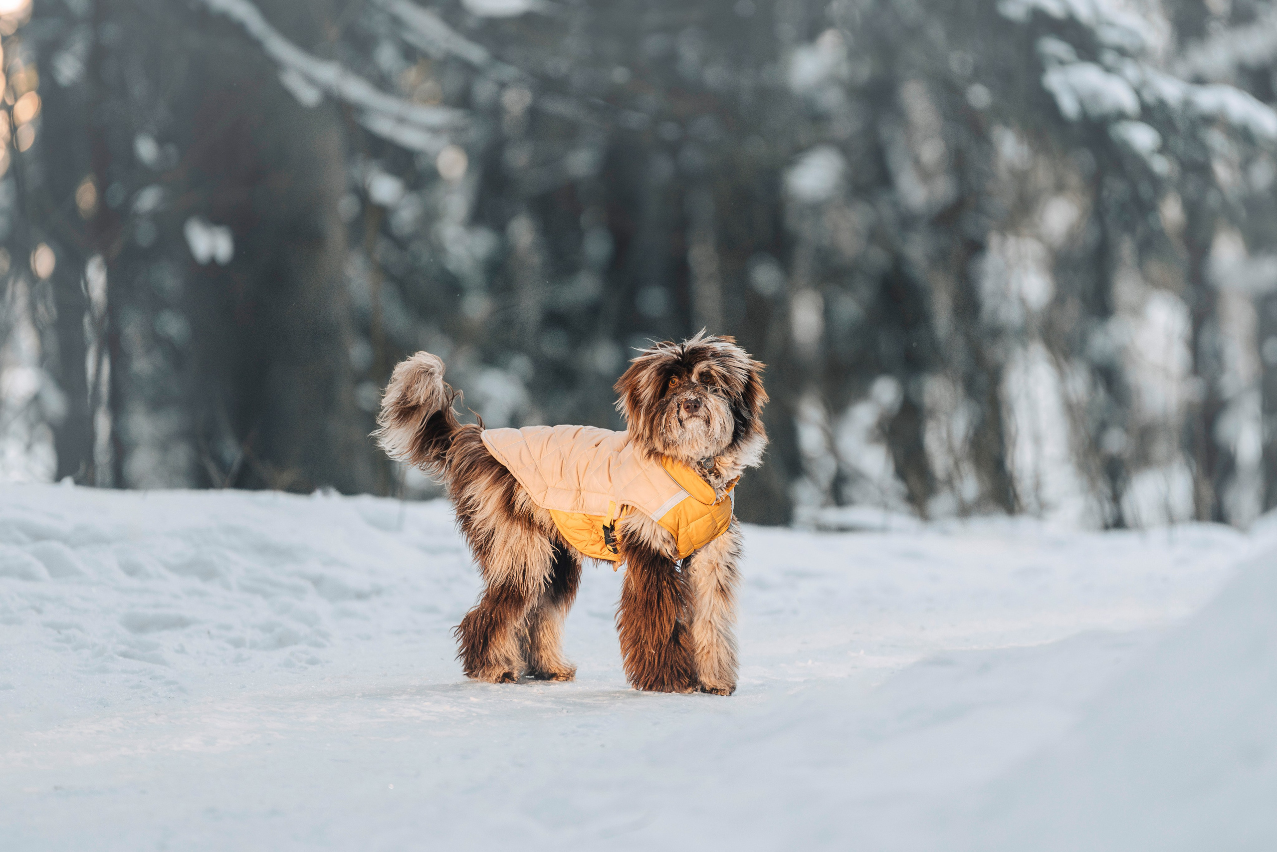 Хэйзел и её семья. Фотограф анималист в Спб недорого Олеся Майорова