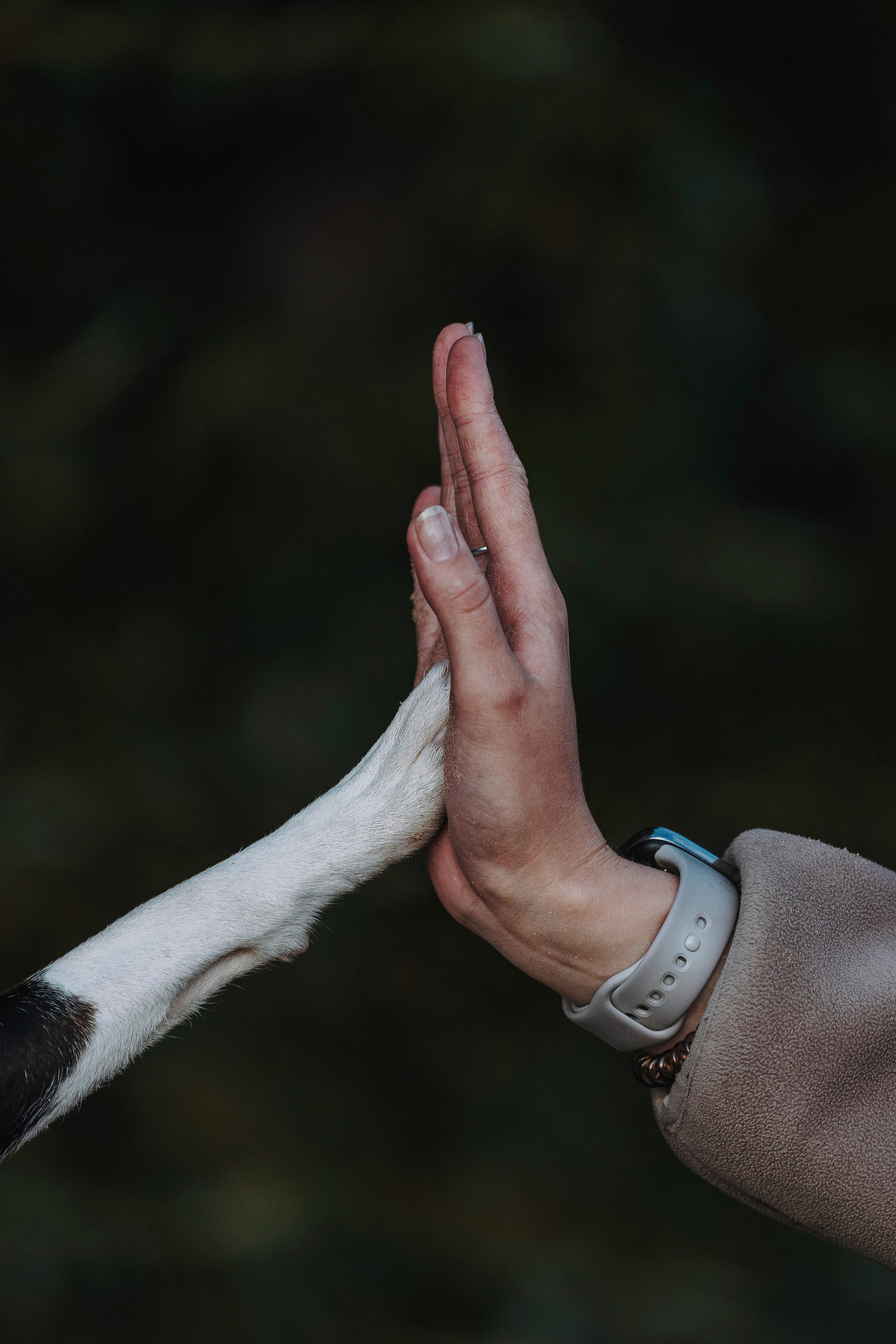 Екатерина и Дива. Фотограф анималист в Спб недорого Олеся Майорова