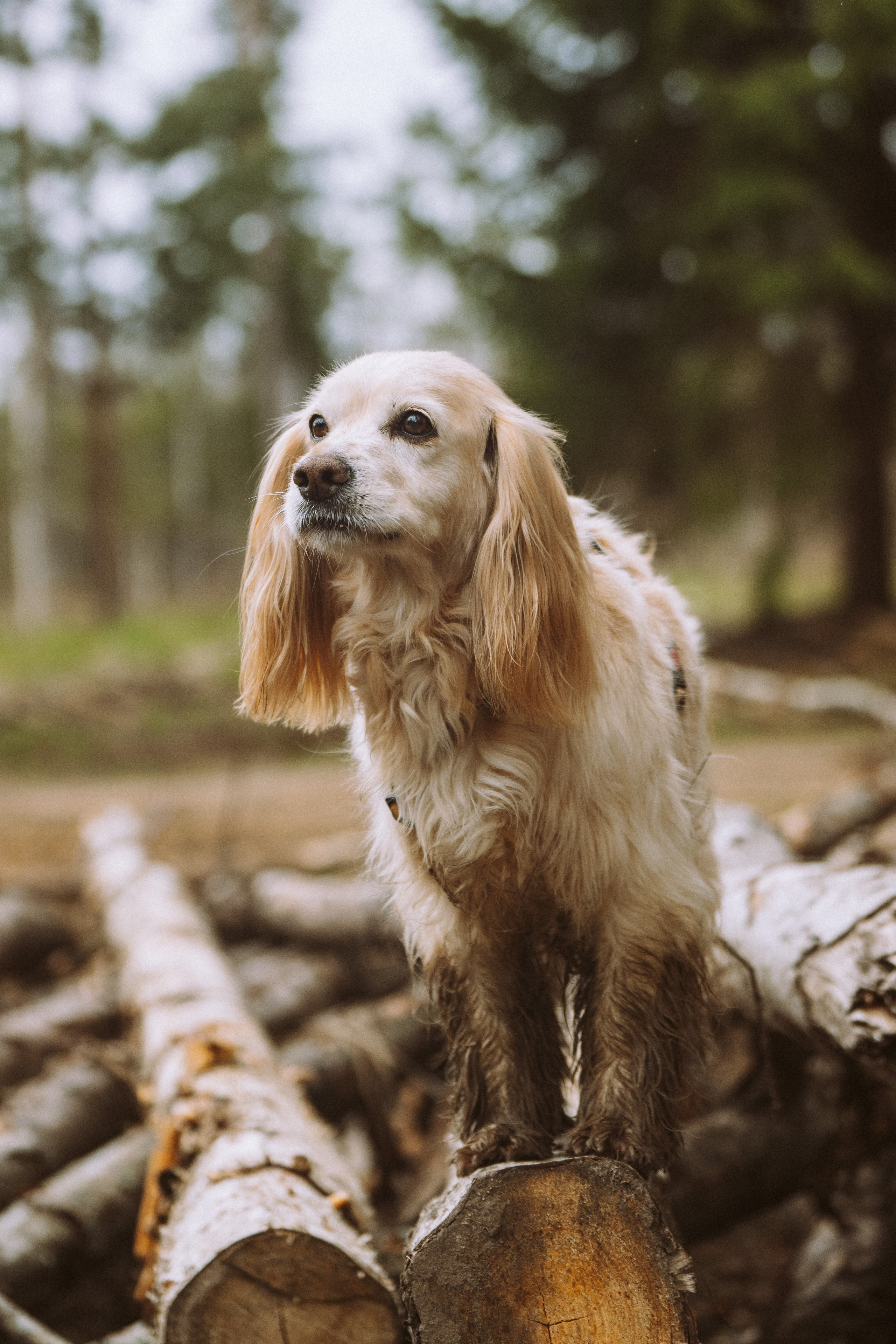 Дог трекинг к финскому хутору. Фотограф анималист в Спб недорого Олеся Майорова