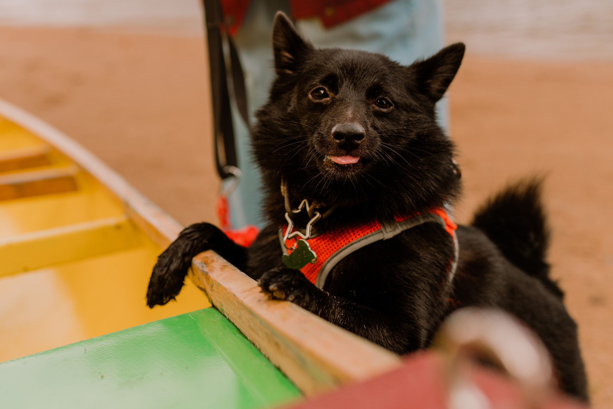 Евгения и Акула. Фотограф анималист в Спб недорого Олеся Майорова