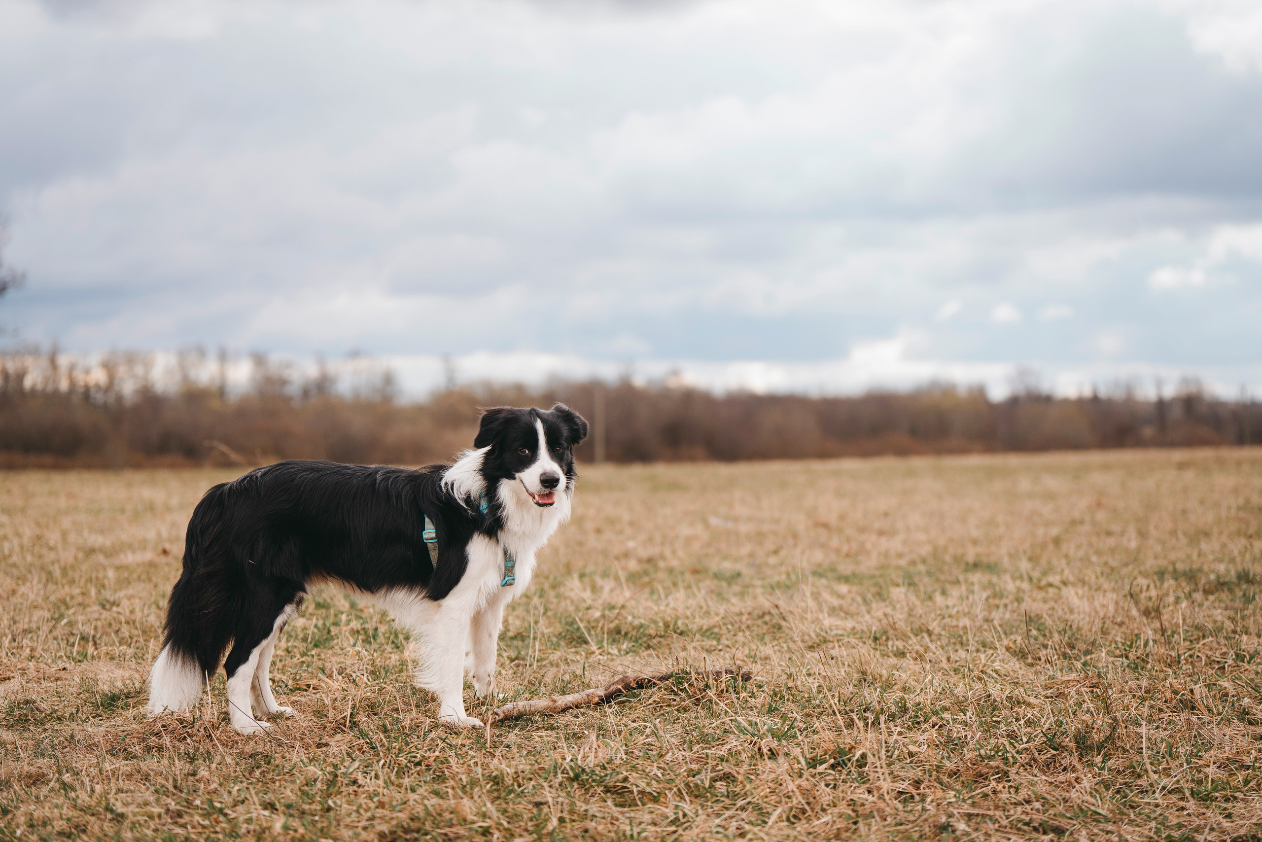 Нил и Алёна. Фотограф анималист в Спб недорого Олеся Майорова