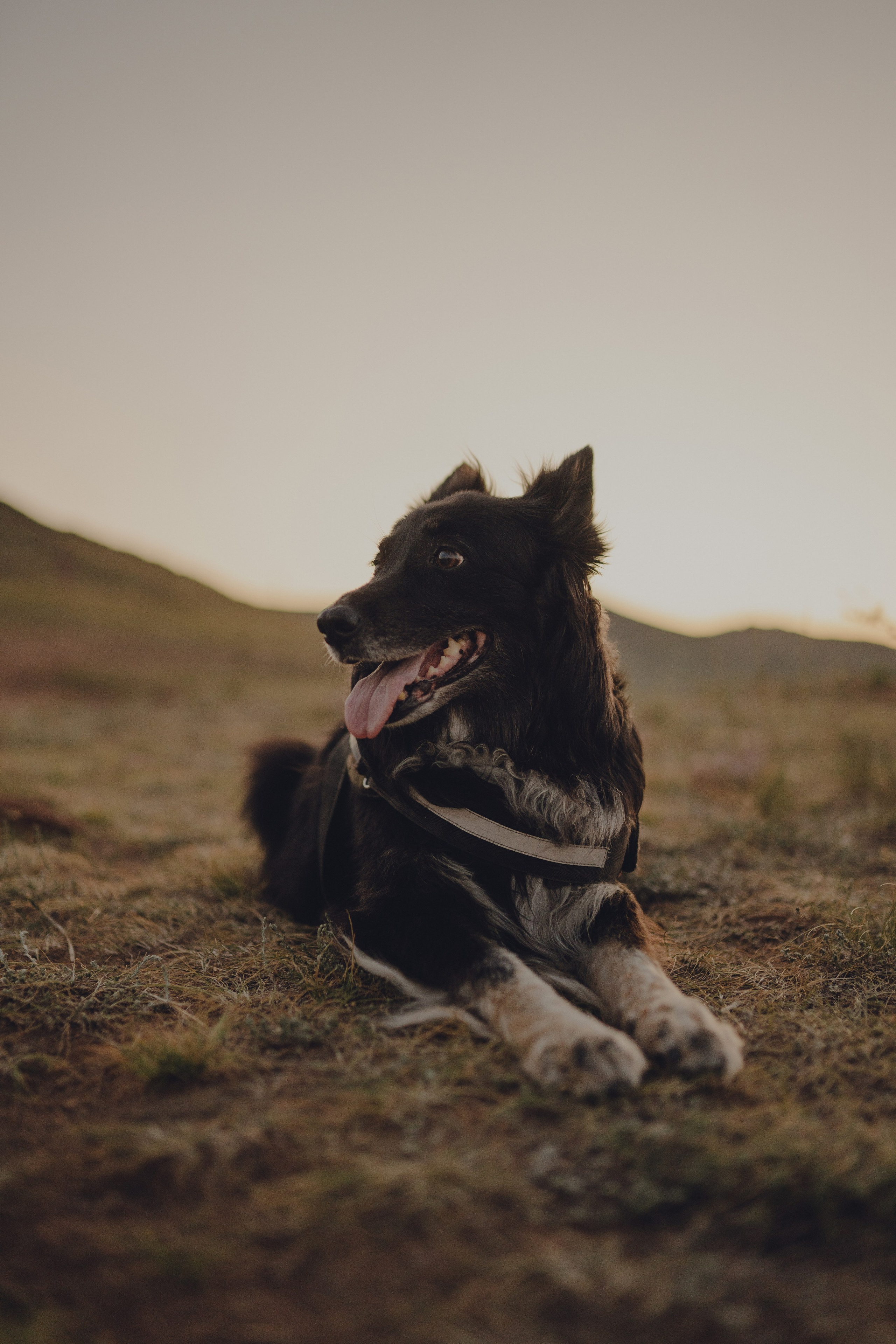 Настя и Умка. Фотограф анималист в Спб недорого Олеся Майорова