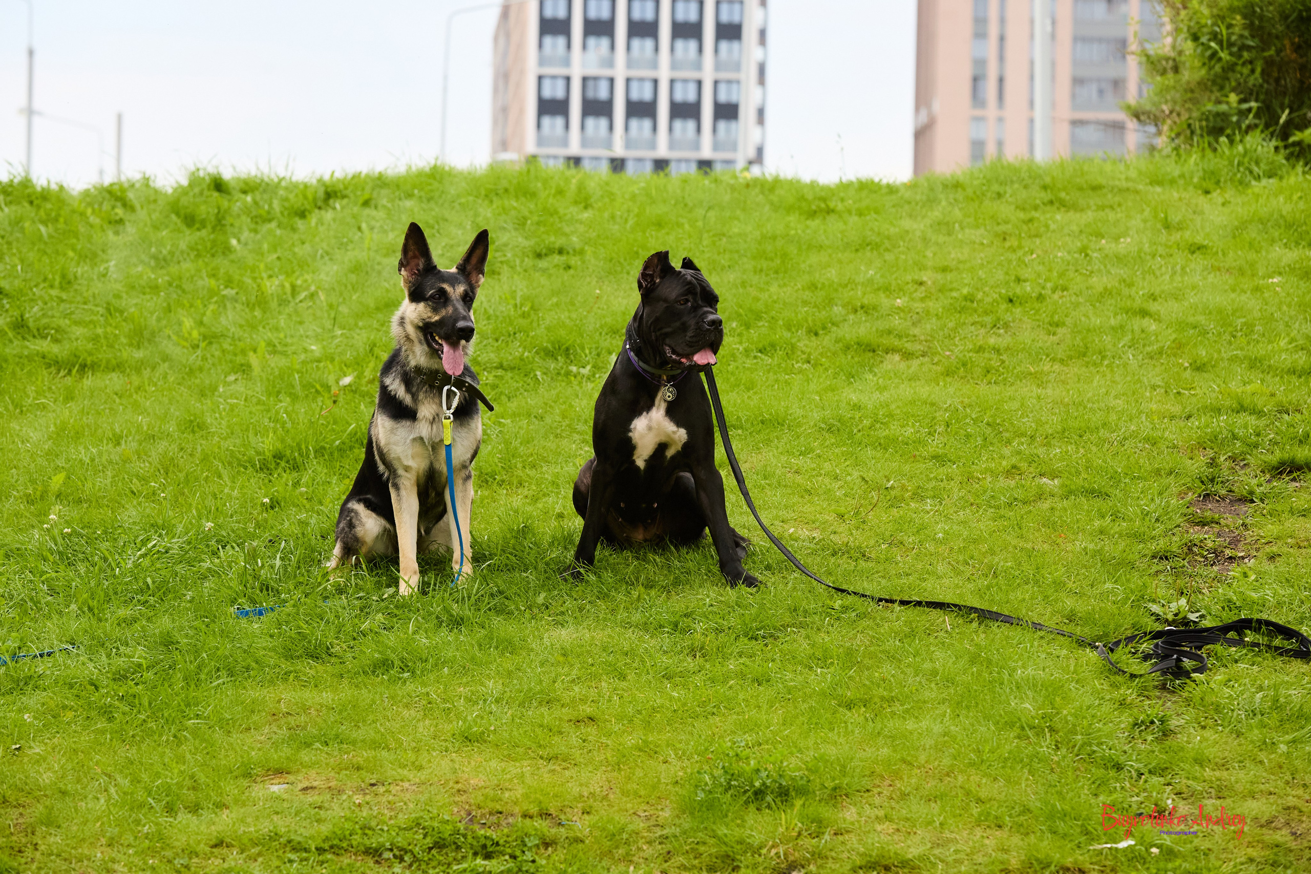 Проект фотопрогулка с хвостиком. Buyvolenko Andrey