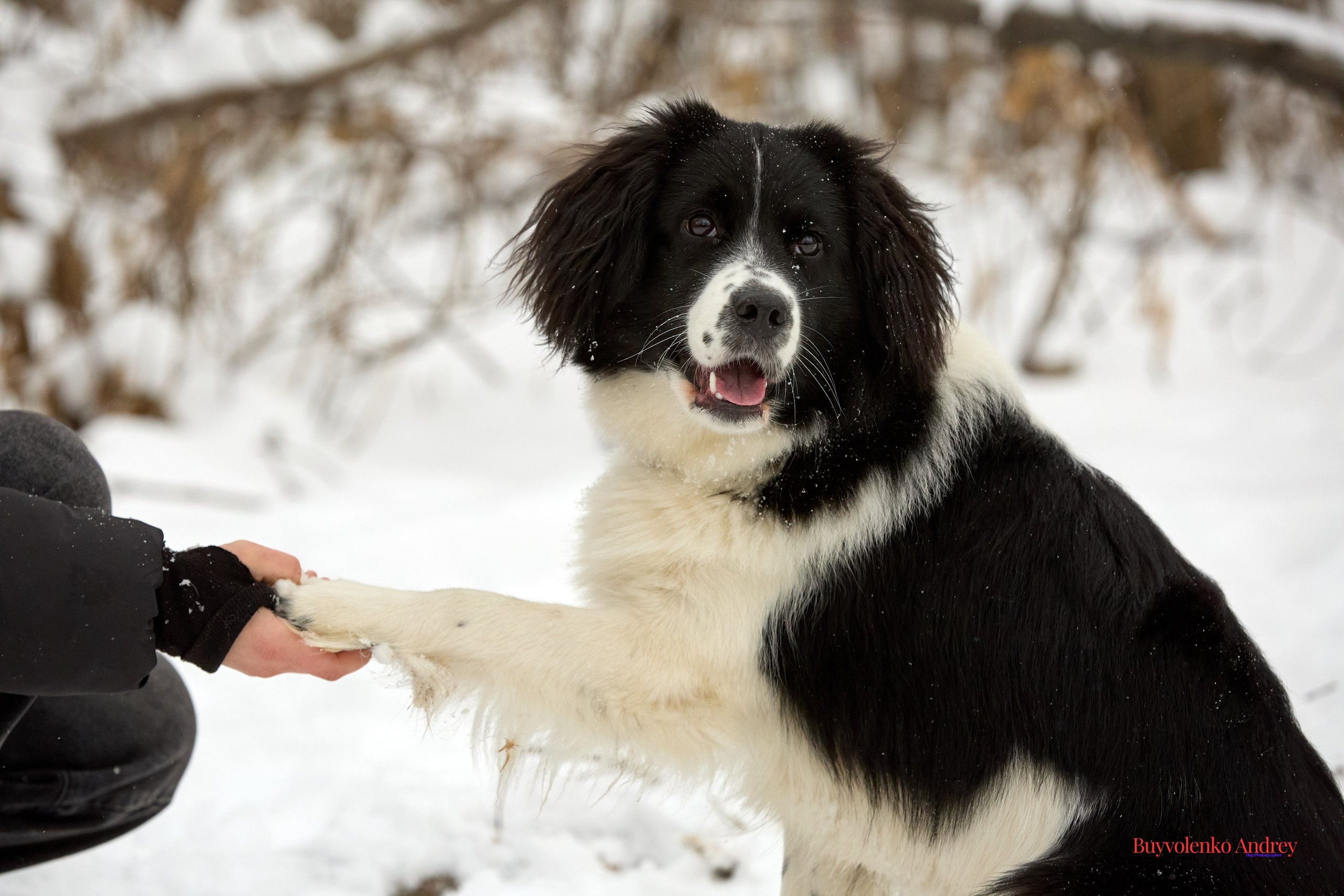 Фотосессия с красками Molly. Buyvolenko Andrey