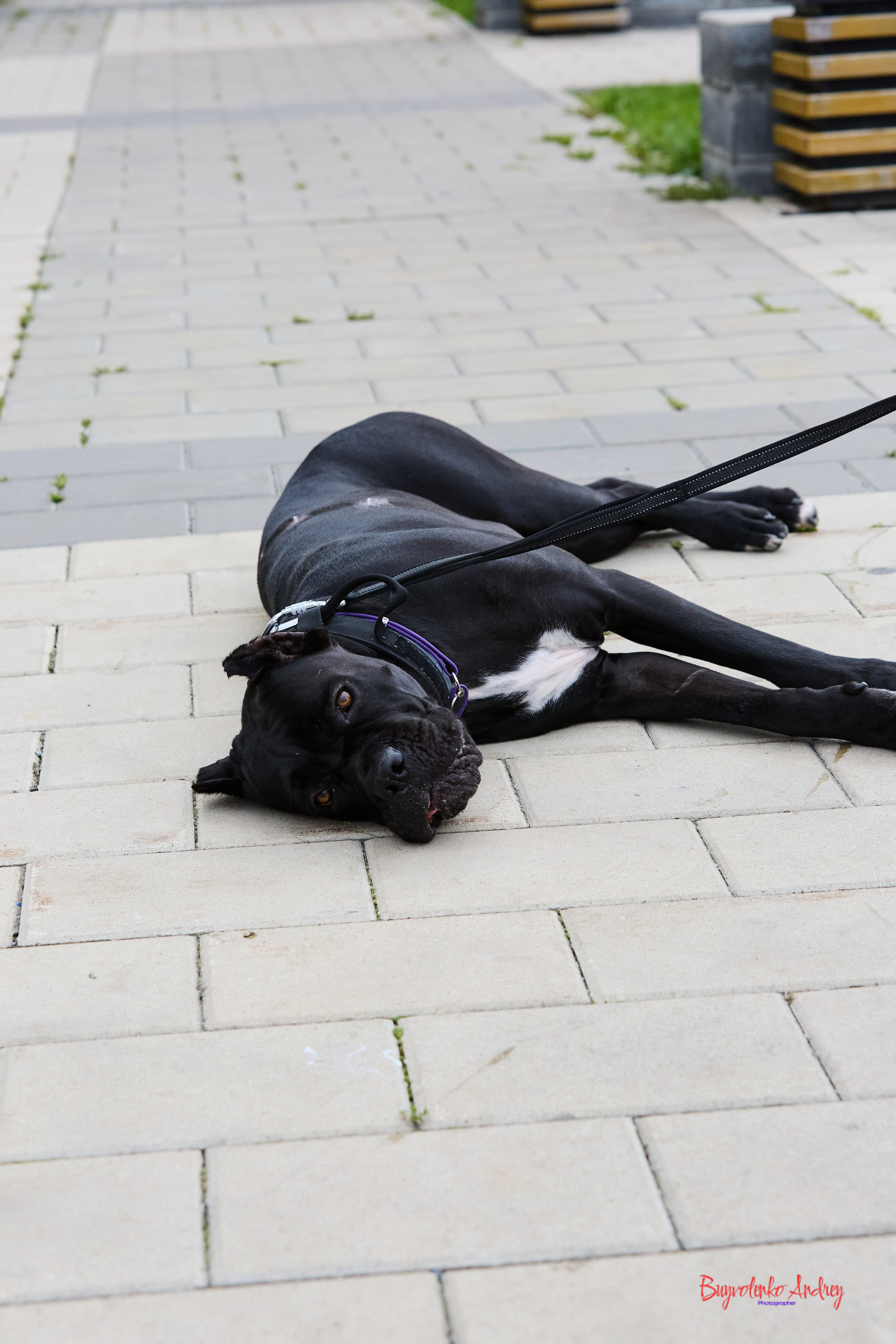 Проект фотопрогулка с хвостиком. Buyvolenko Andrey