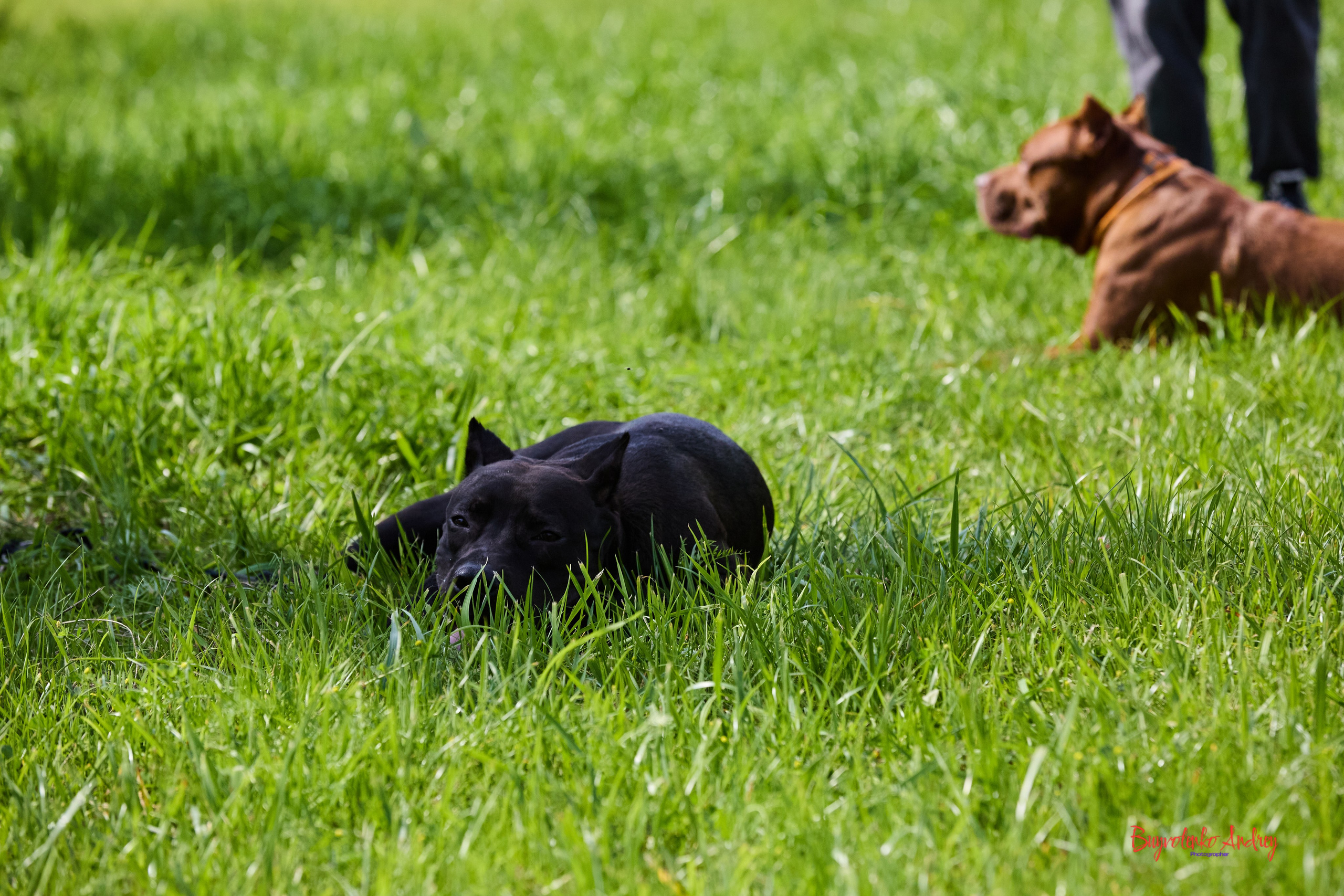 Проект фотопрогулка с хвостиком. Buyvolenko Andrey