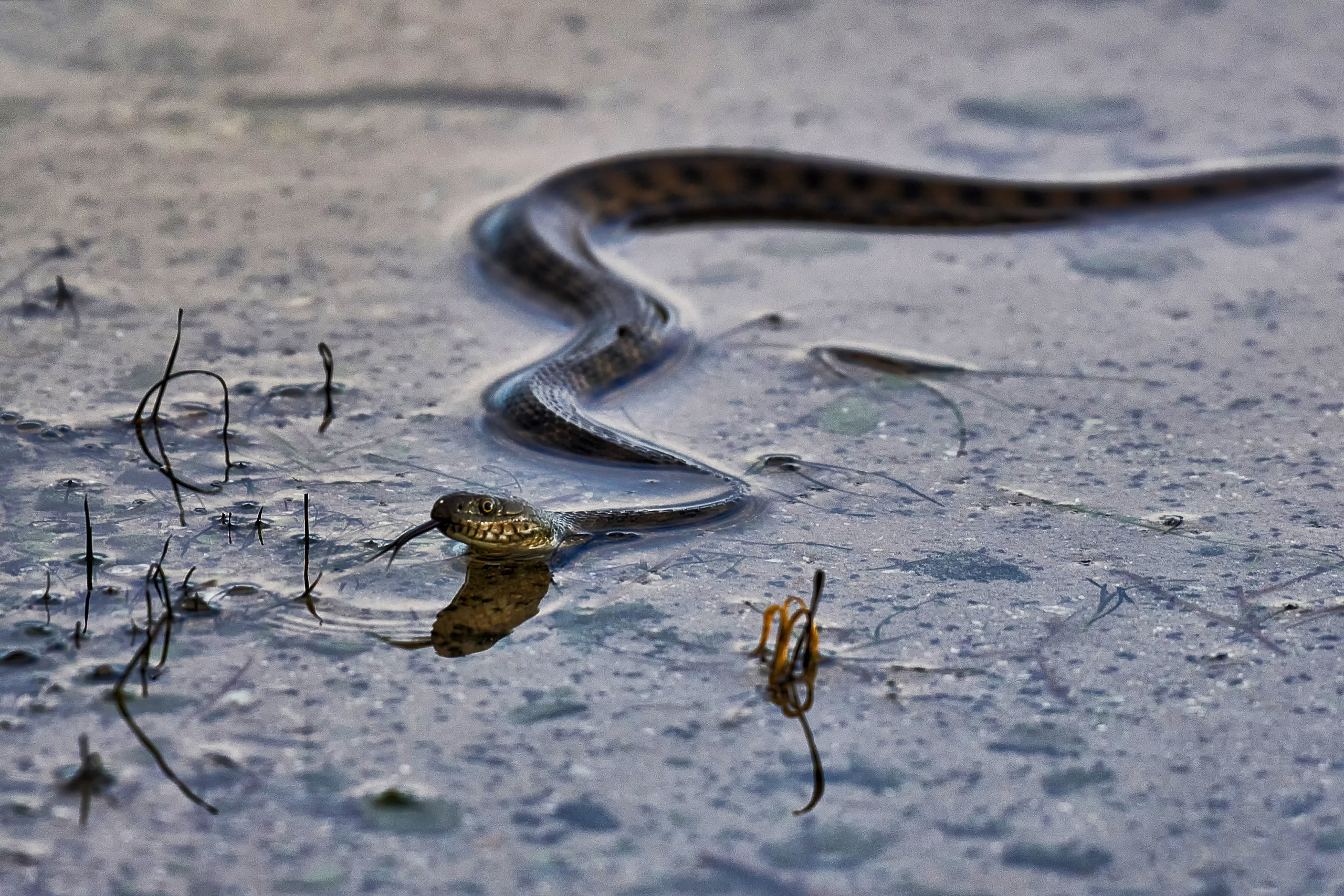 Фотографии животных. Яркие фото на Чёрном море