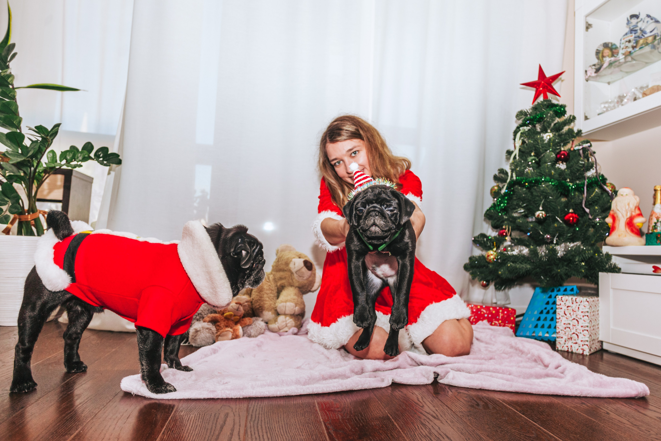 Домашняя фотосессия Оли и двух ее мопсов. Фотограф-анималист Татьяна Степанова