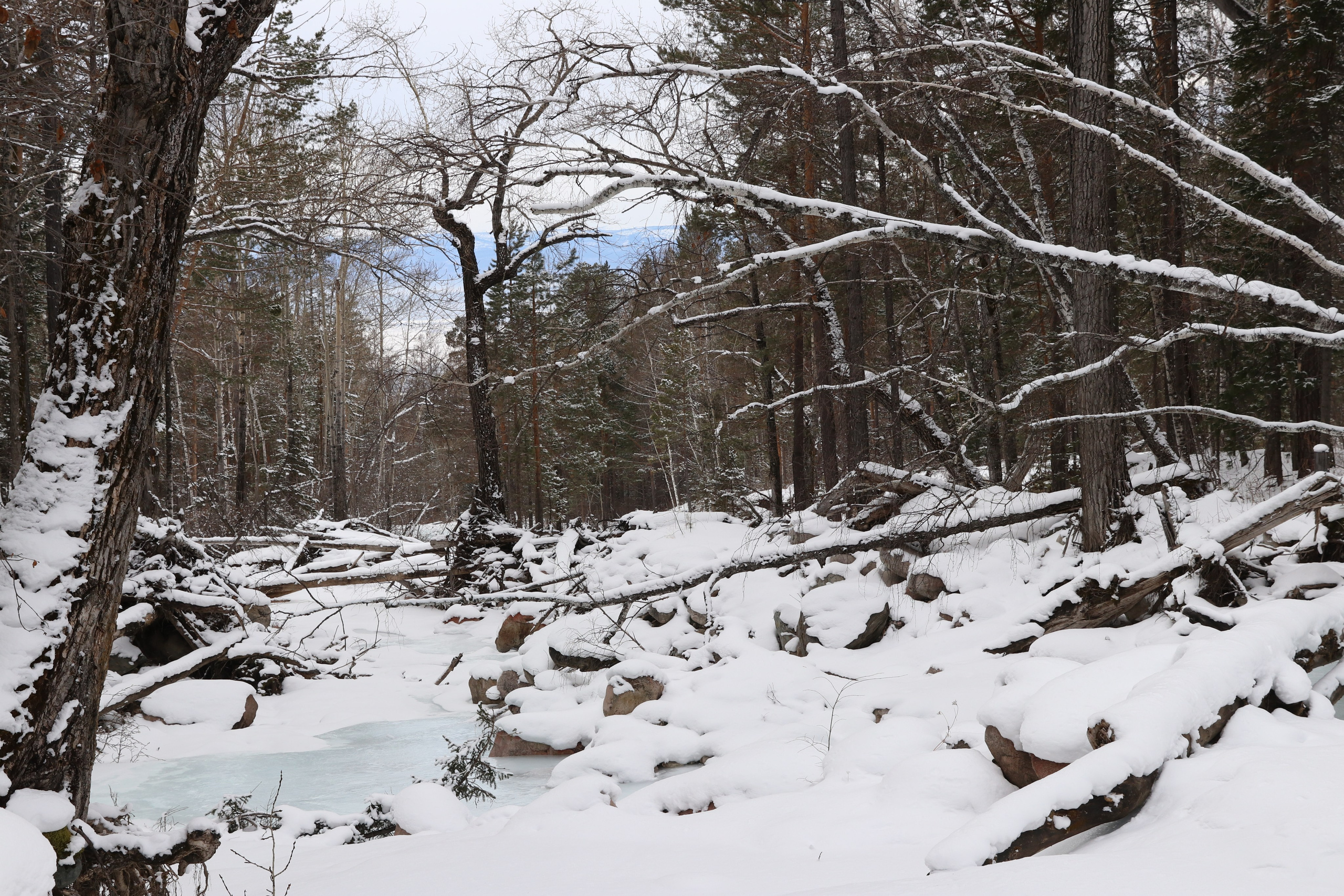Аршан. Январь 2024. Путешественник-фотограф из Санкт-Петербурга Татьяна Свистулина