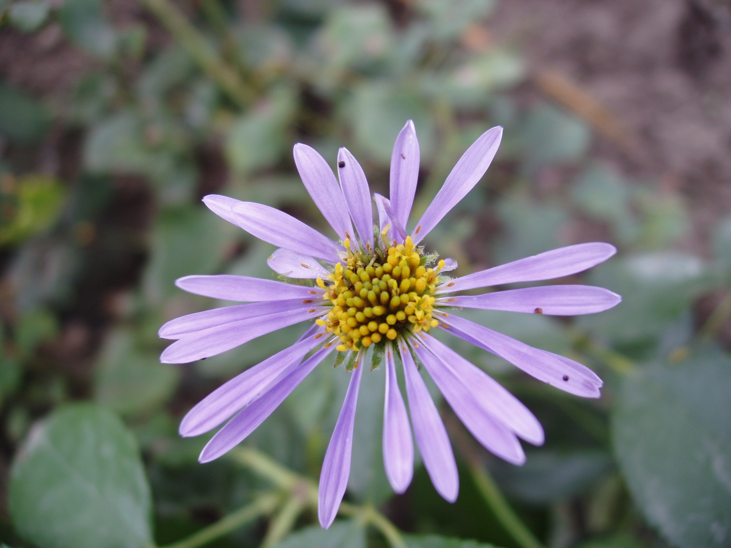 Отпуск 20.07-17.08. Семейный, Свадебный фотограф СПБ Питер— Романова Екатерина