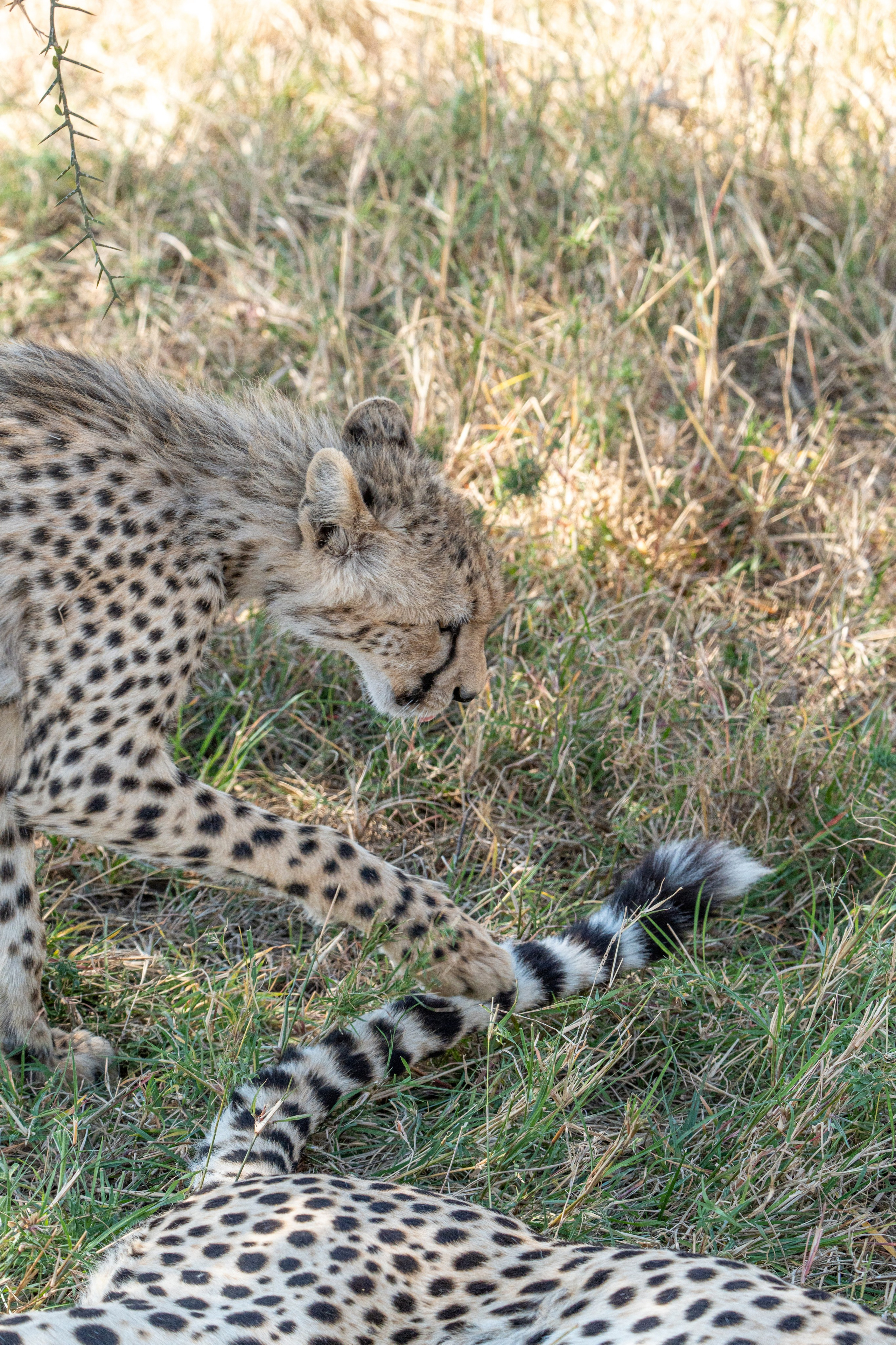 Танзания, сафари, 2025. Творческие сьемки