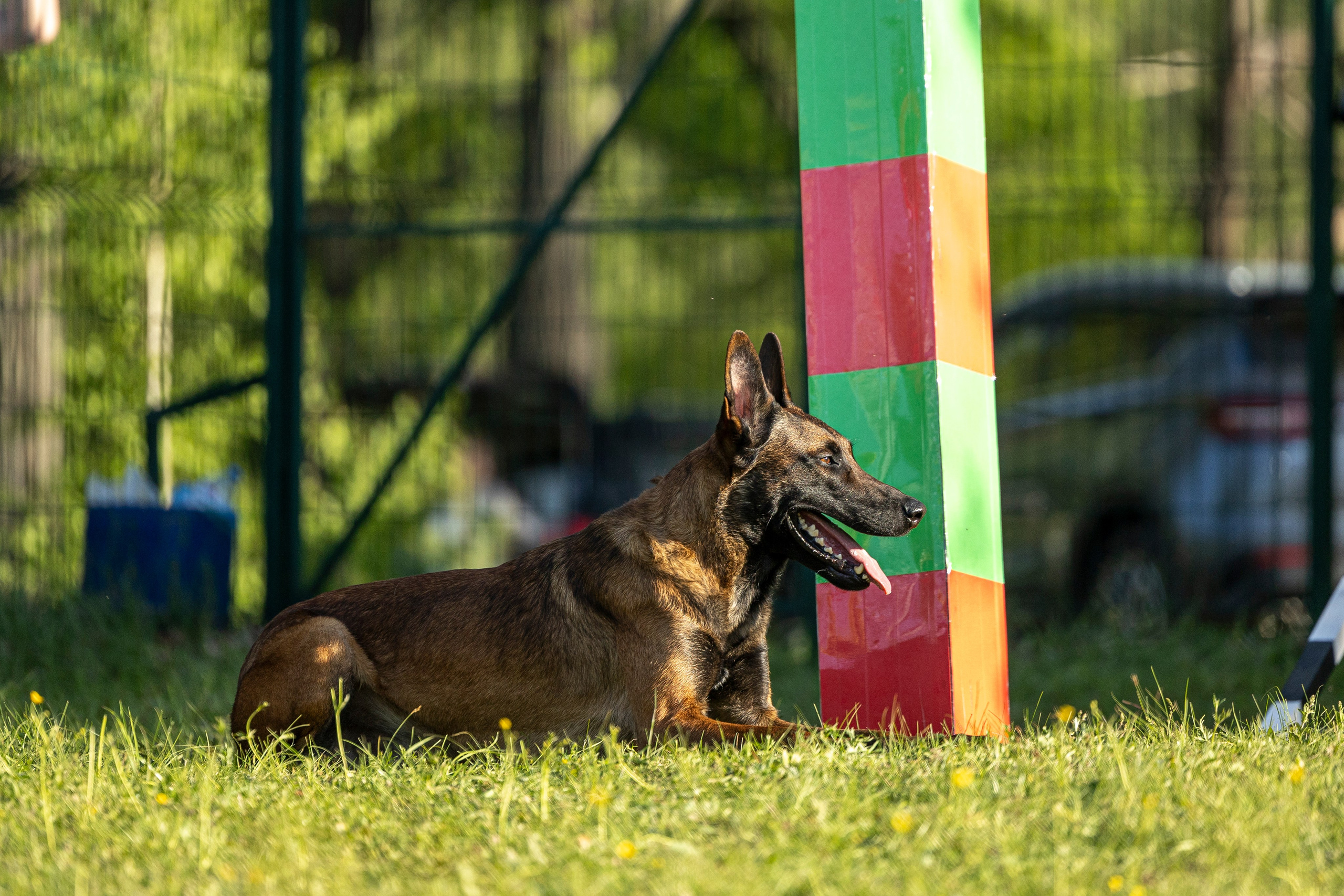 Испытания по мондьорингу в Нижнем Новгороде. Фотограф-анималист Анна Маринич