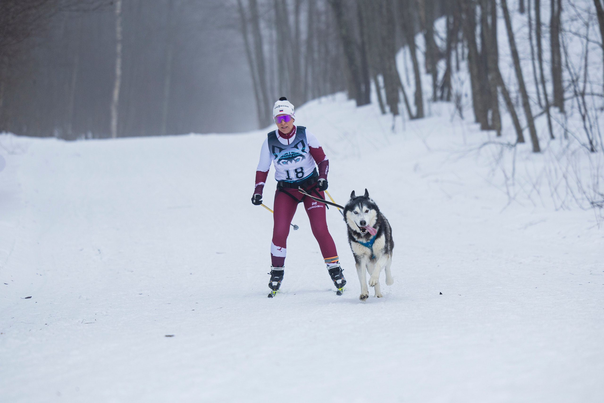 Зимний Чемпионат Санкт-Петербурга по ездовому спорту. Фотограф-анималист Анна Маринич