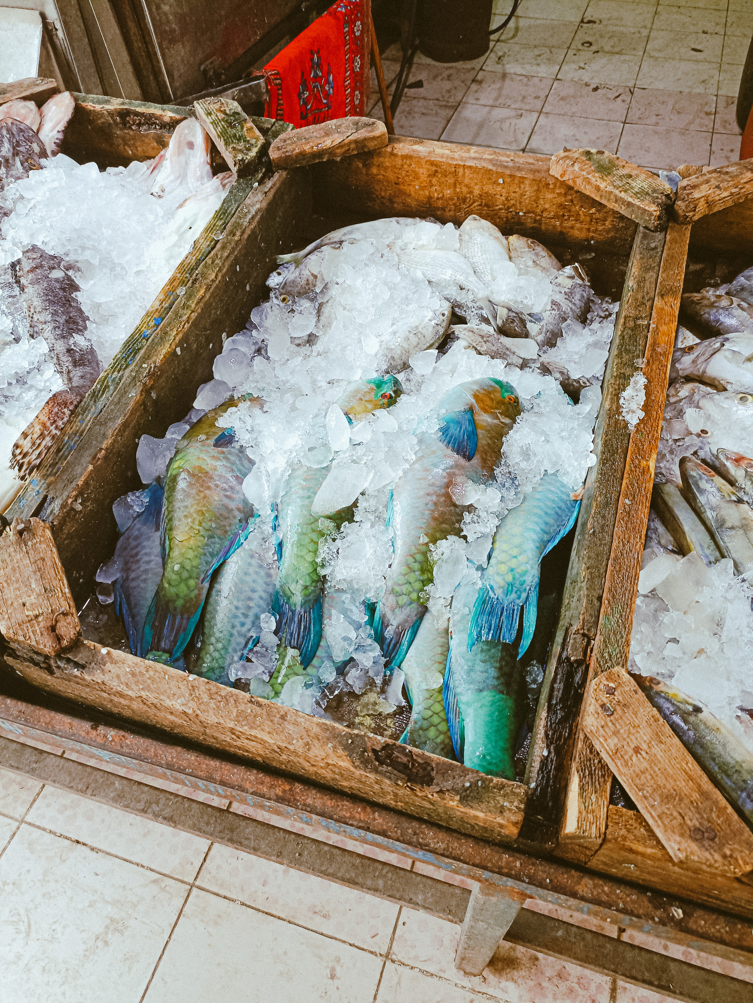 Мобильная. Jorgis — фотограф в Хургаде / обучение фотографии