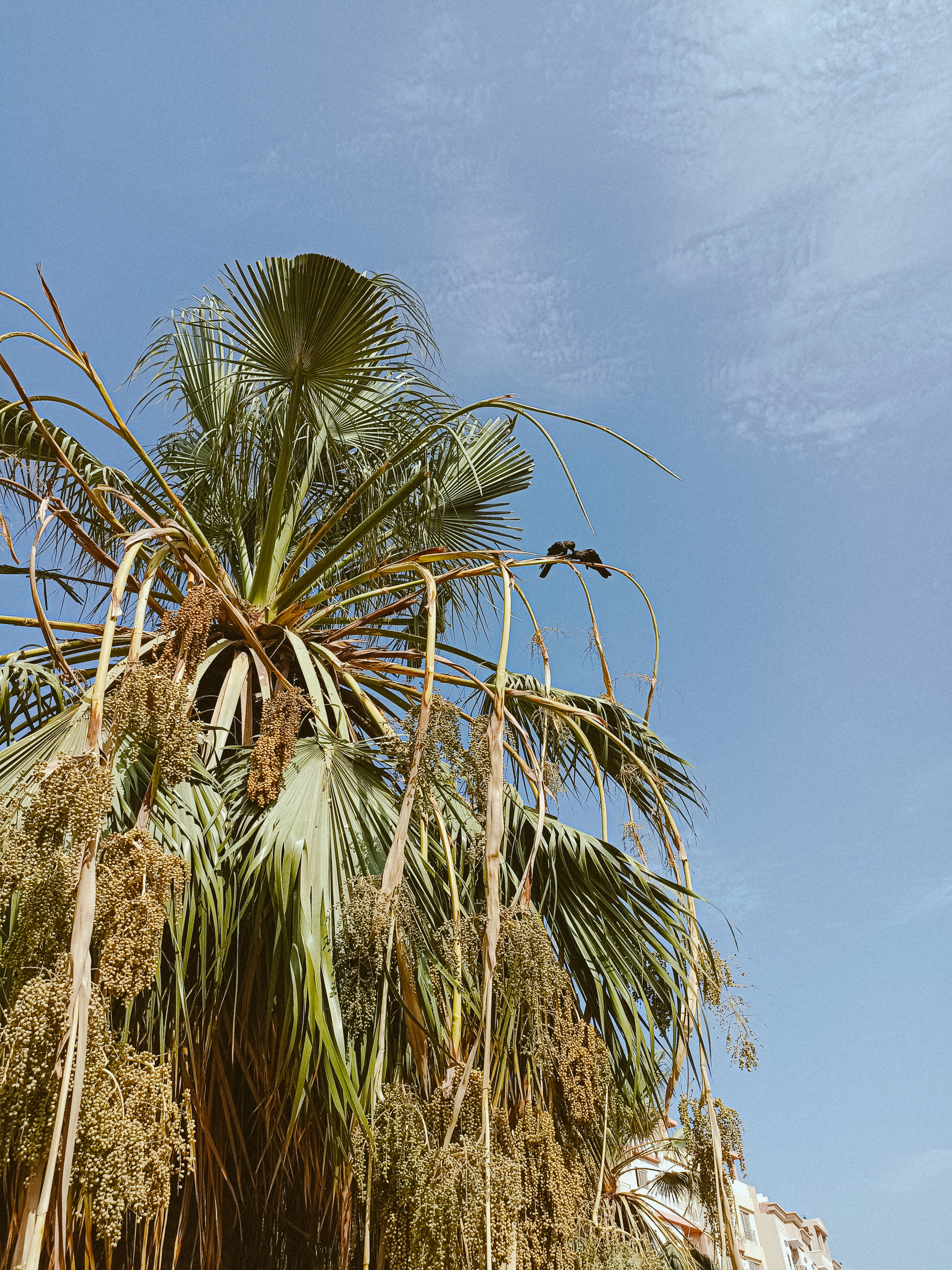 Мобильная. Jorgis — фотограф в Хургаде / обучение фотографии