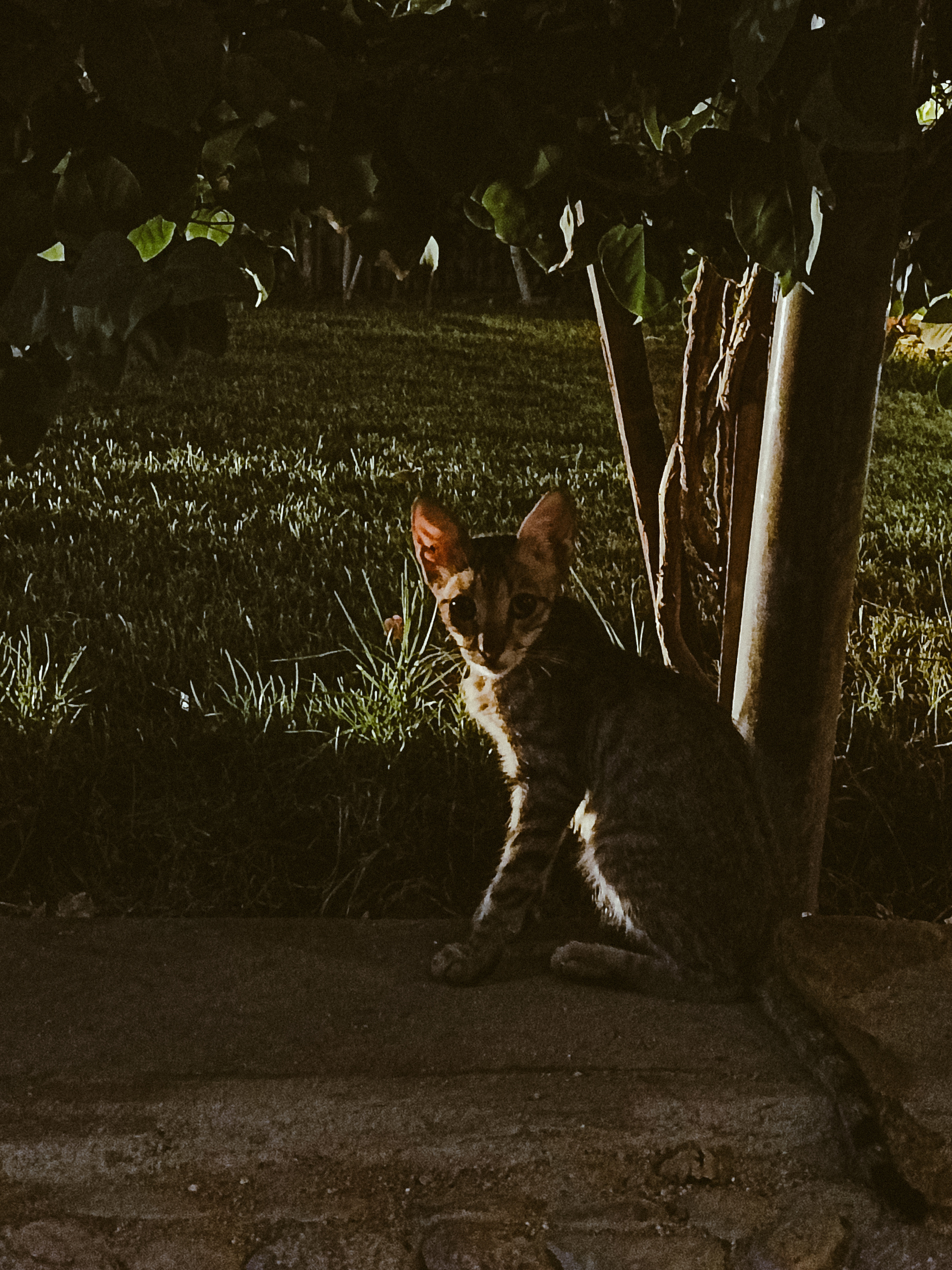 Мобильная. Jorgis — фотограф в Хургаде / обучение фотографии