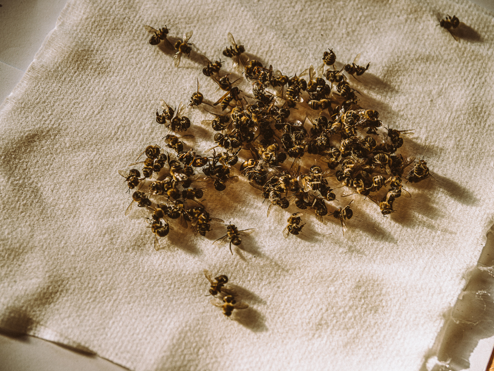 Другое. Jorgis Talè — photographer, kind person, teacher of arts and other mag