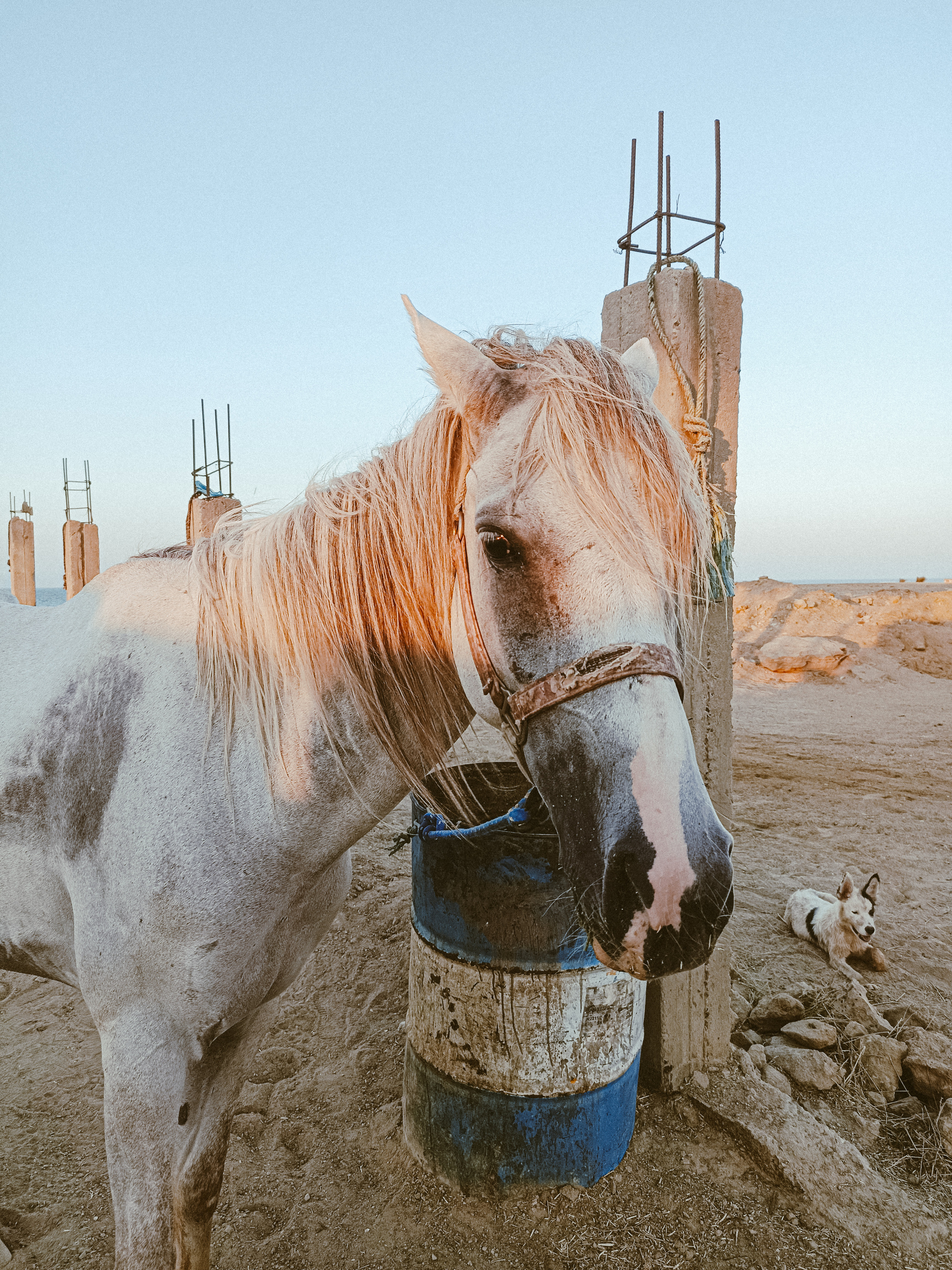 Мобильная. Jorgis — фотограф в Хургаде / обучение фотографии