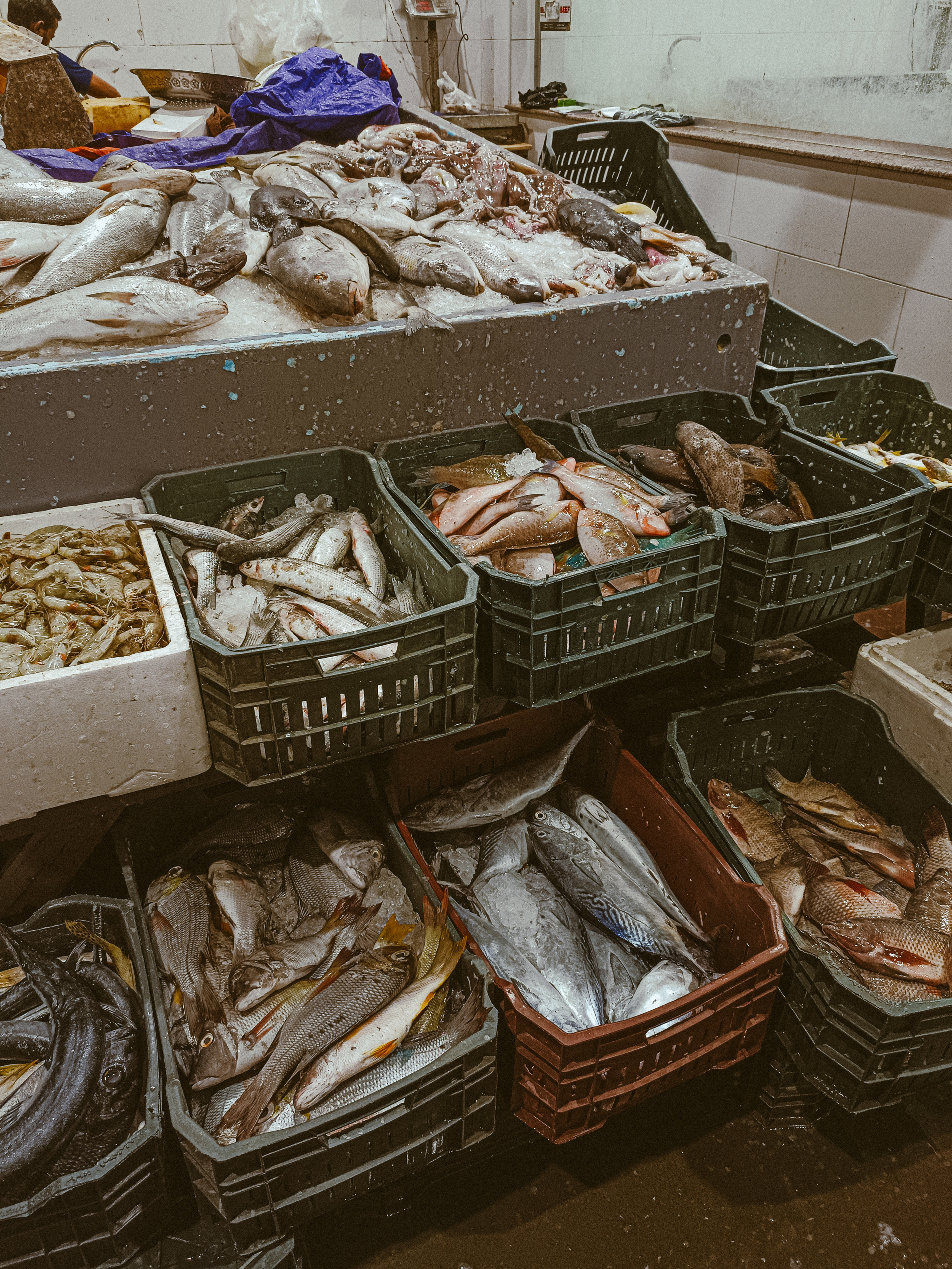 Мобильная. Jorgis — фотограф в Хургаде / обучение фотографии