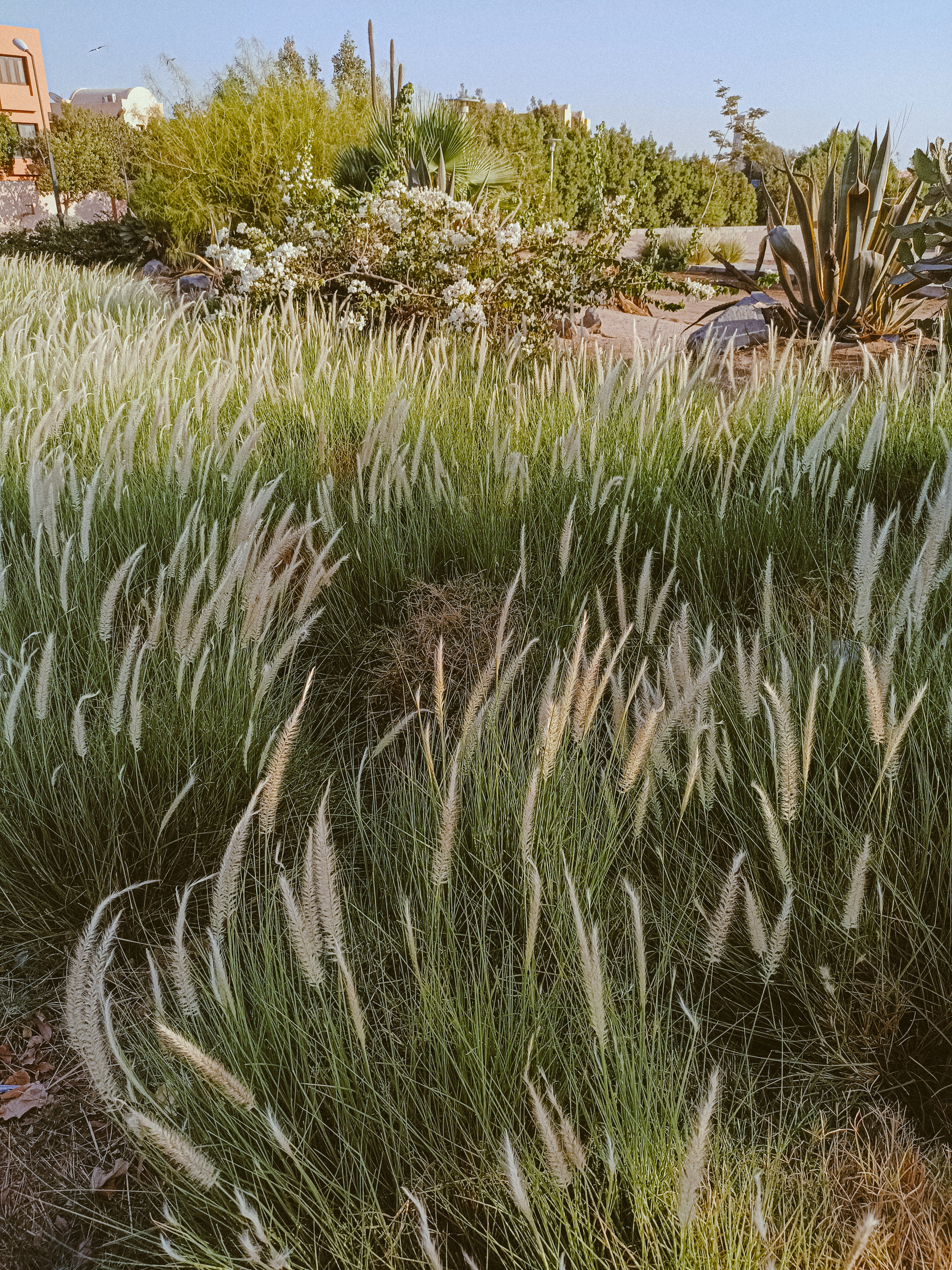 Мобильная. Jorgis — фотограф в Хургаде / обучение фотографии