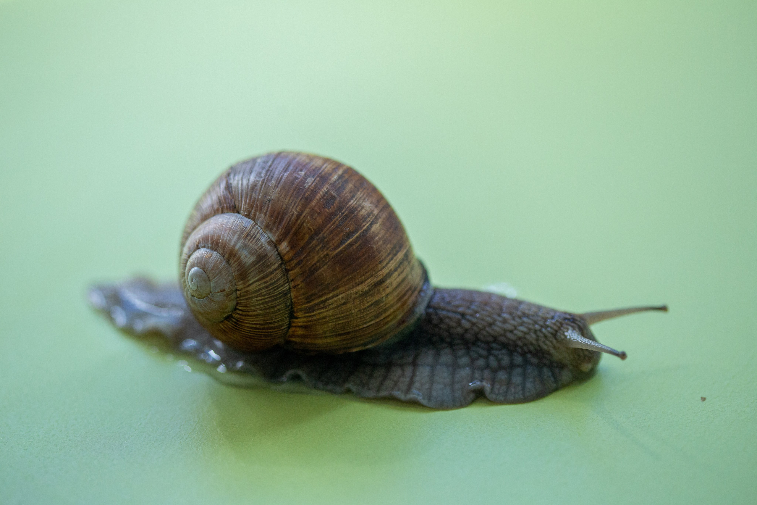Фото Животных. Студия Максима Белослюдцева