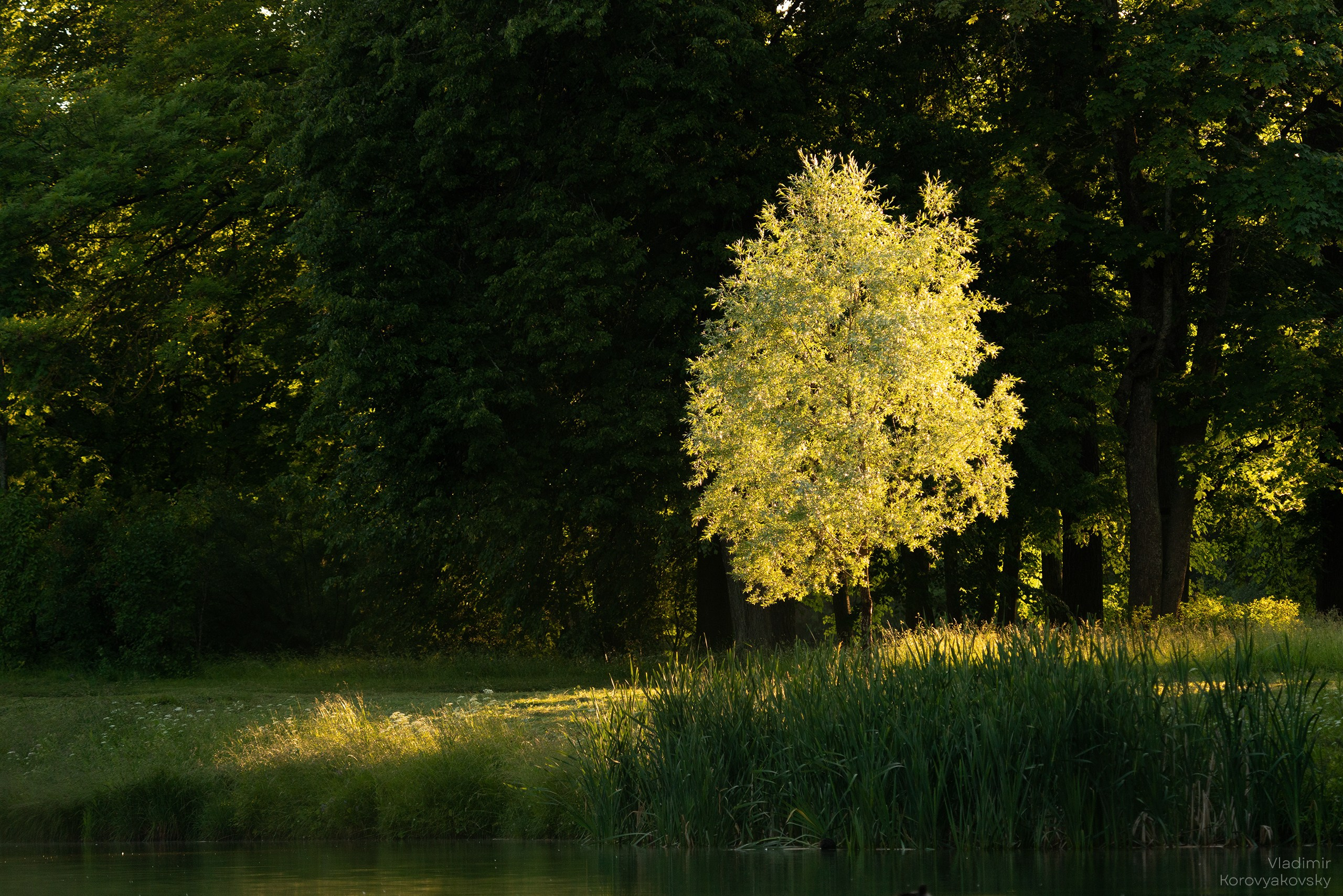 Nature. Photographer Vladimir Korovyakovsky