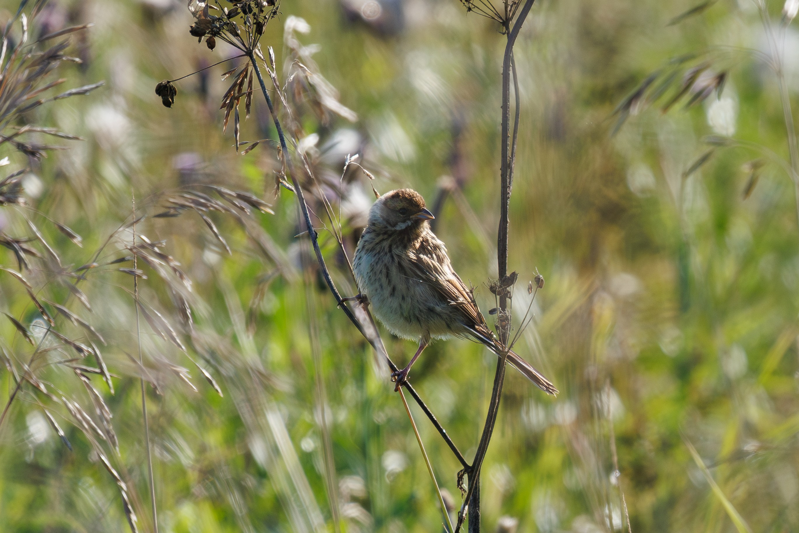 Птицы Москворецкого пойменного заказника. Птицы парков г. Люберцы