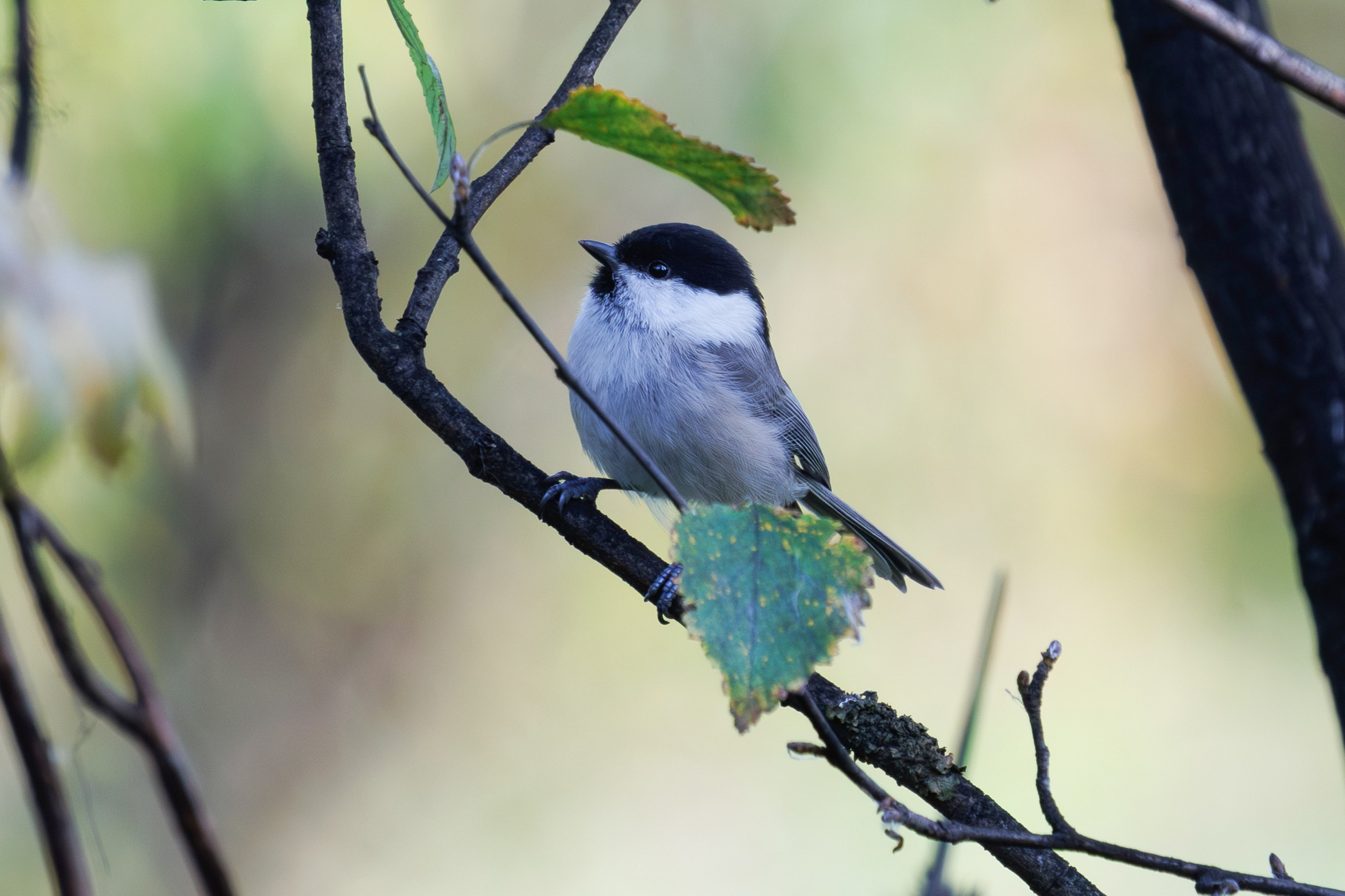 Птицы г. Мурманска. Птицы парков г. Люберцы