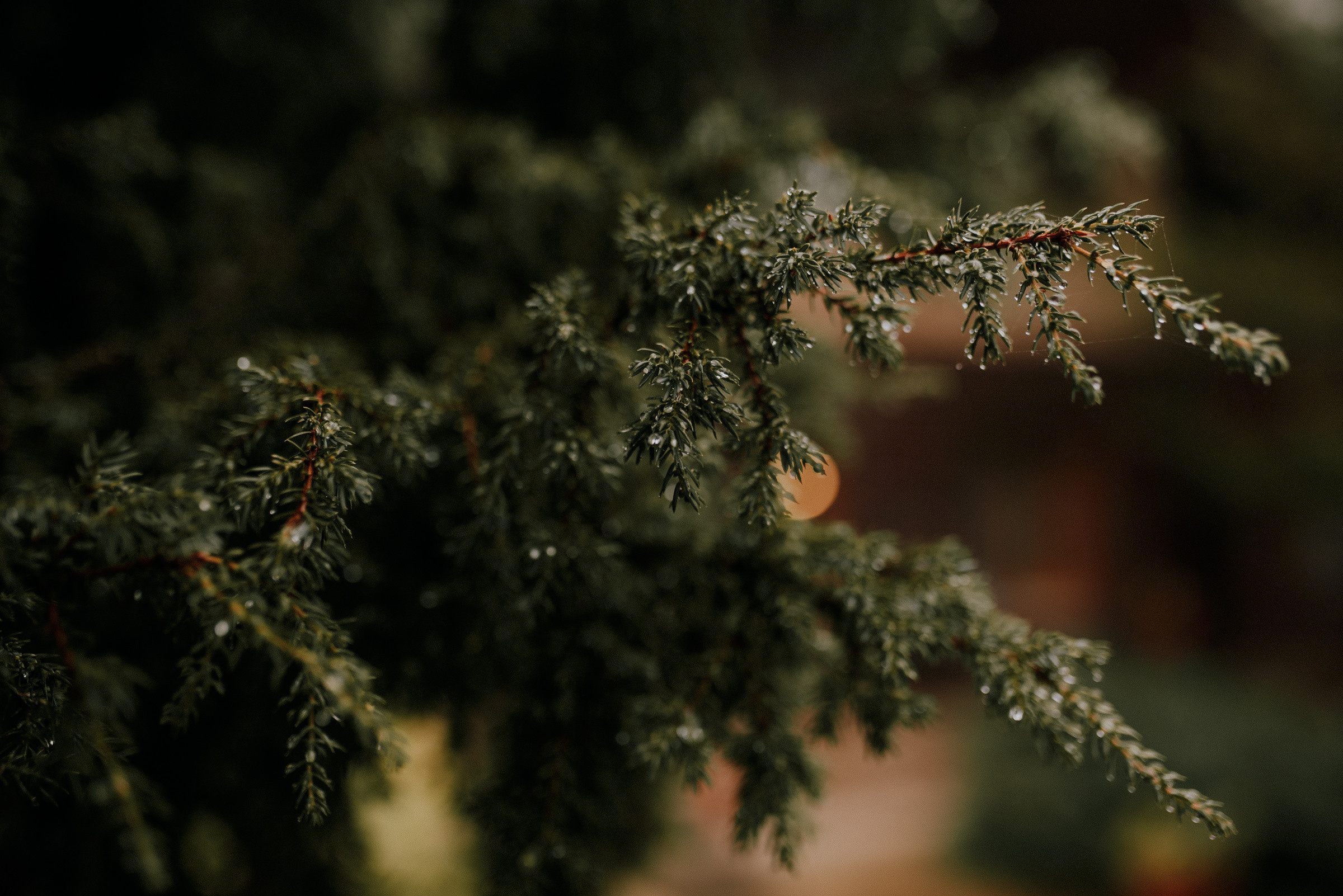 Аделя и Ваня. Свадебный фотограф в Москве и Ярославле Павел Кандауров