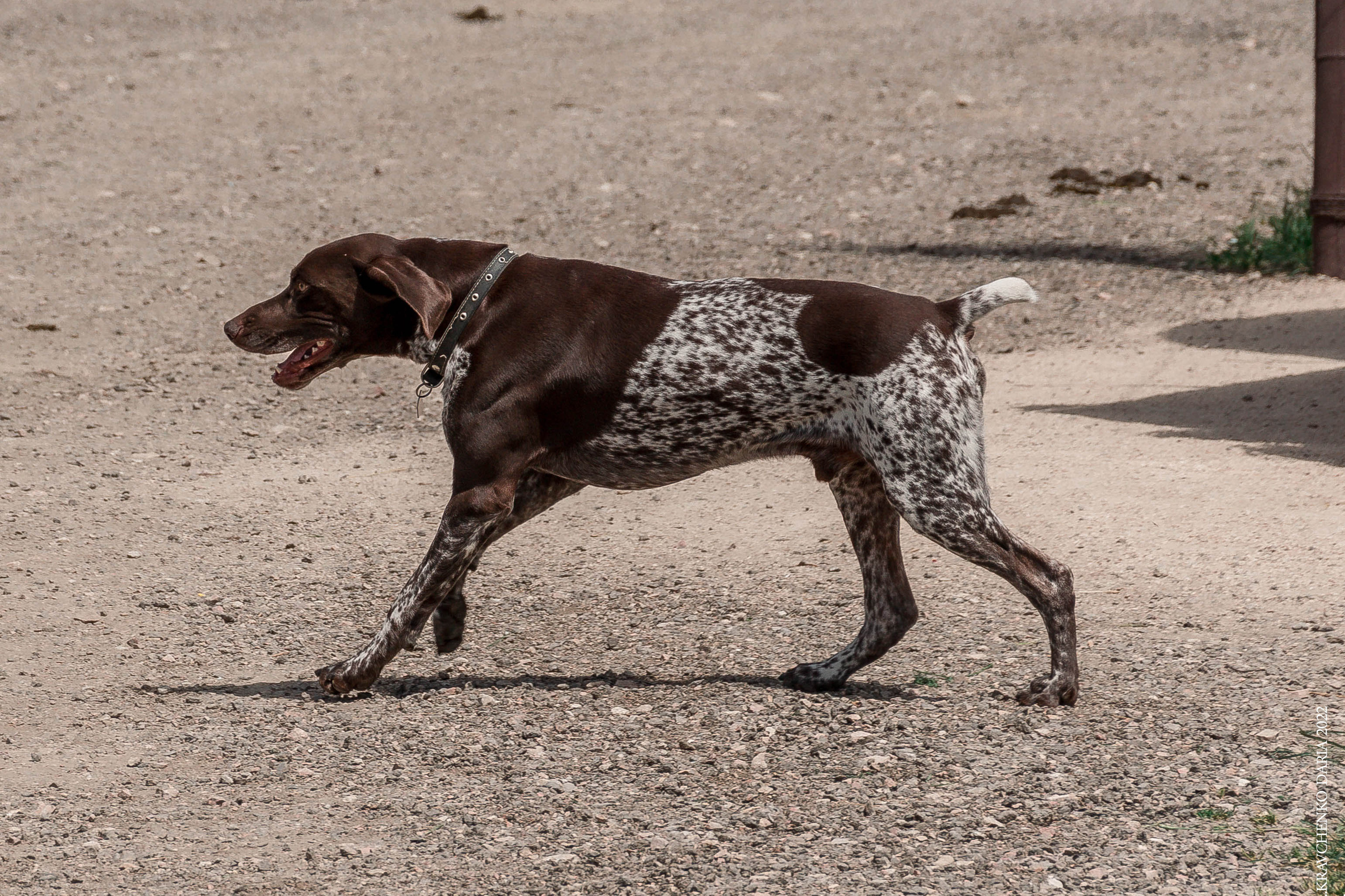 Соревнования в клубе «Реактив». Фотограф в Севастополе
