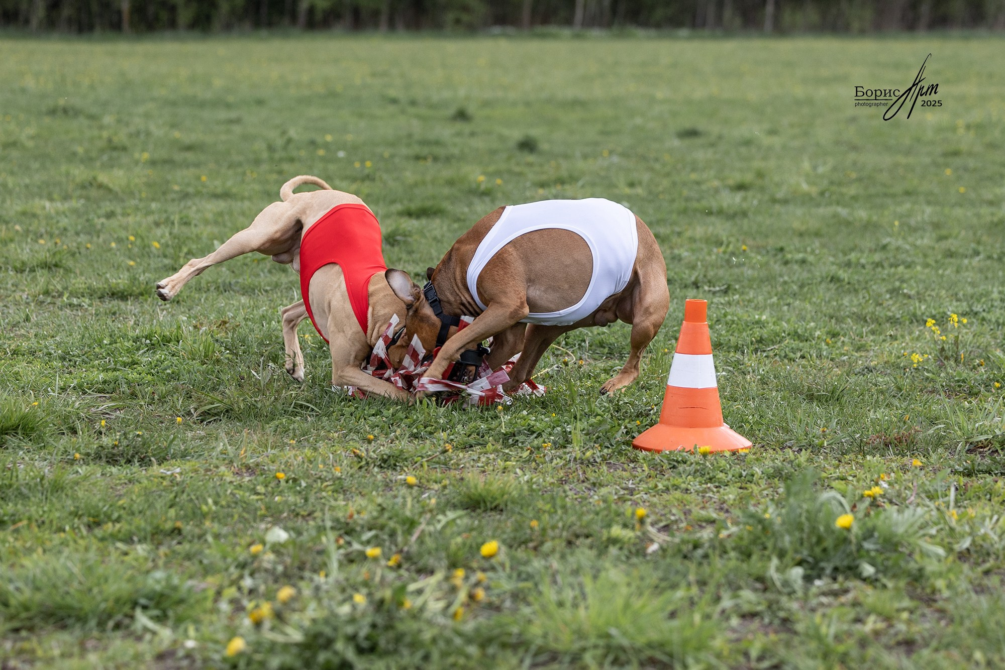 КУРСИНГ. Борис Артамонов фотограф — анималист. Москва