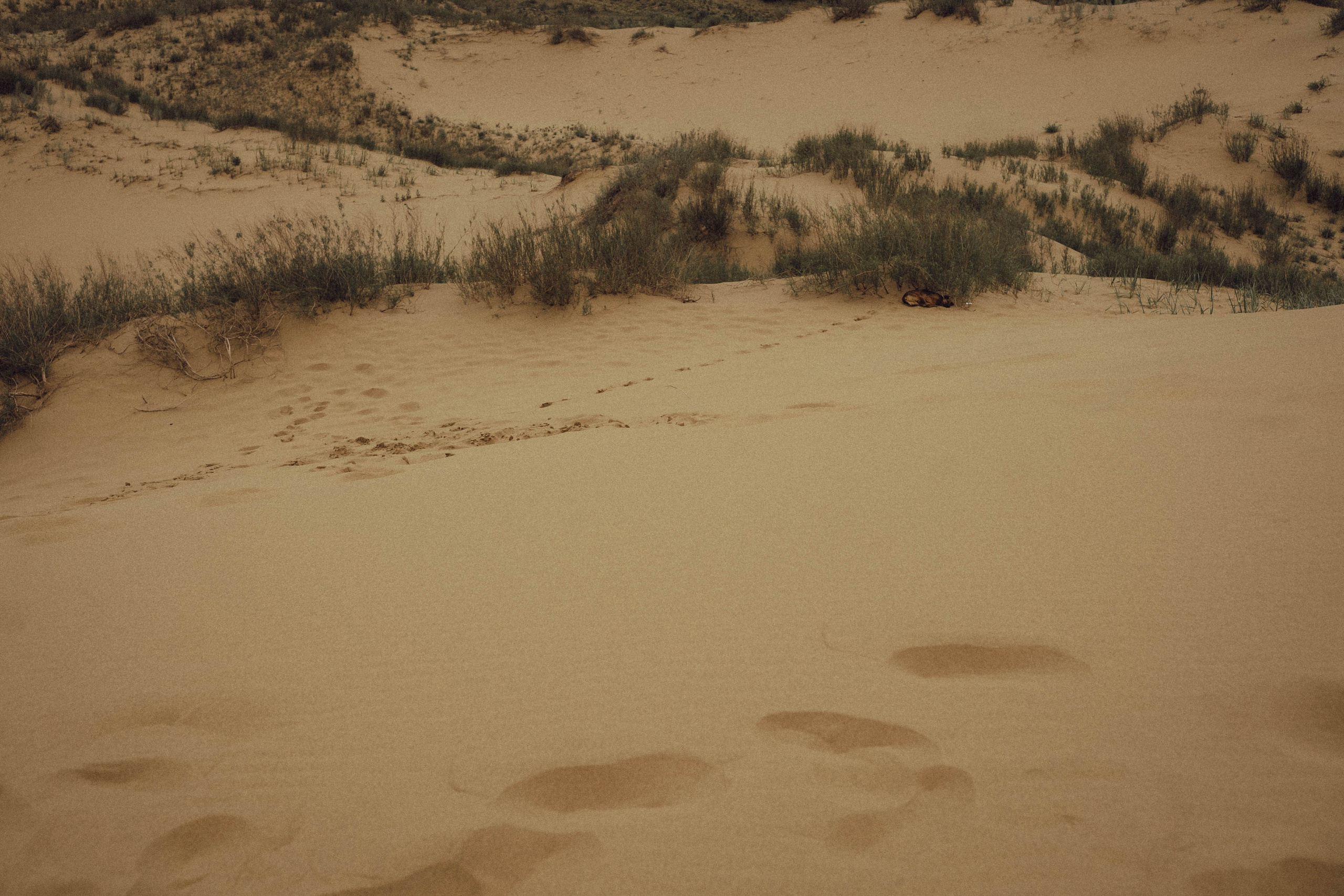 Кавказ. Профессиональный фотограф, Санкт-Петербург — Виктория Богомолова